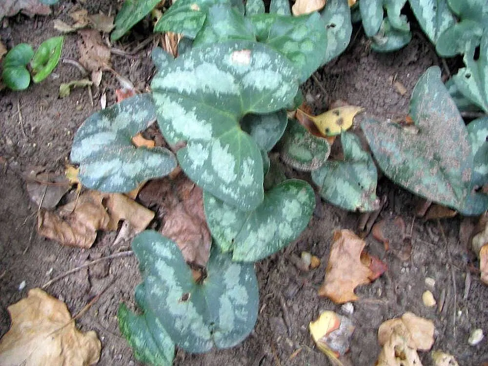 Chinese Wild Ginger (Asarum Splendens) — vibrant ground cover reaching a height of about 12 inches