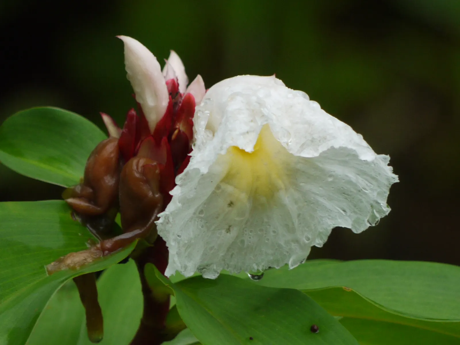 Chinese Wild Ginger (Asarum Splendens) — truly showcasing the serene beauty of a shaded landscape design
