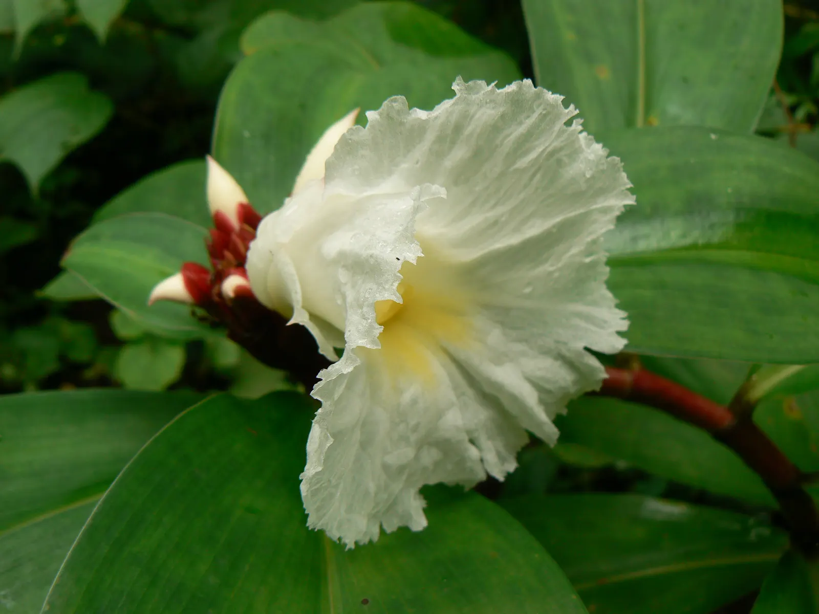Chinese Wild Ginger (Asarum Splendens) — making it an ideal candidate for woodland settings or as an understory plant beneath taller shrubs and trees