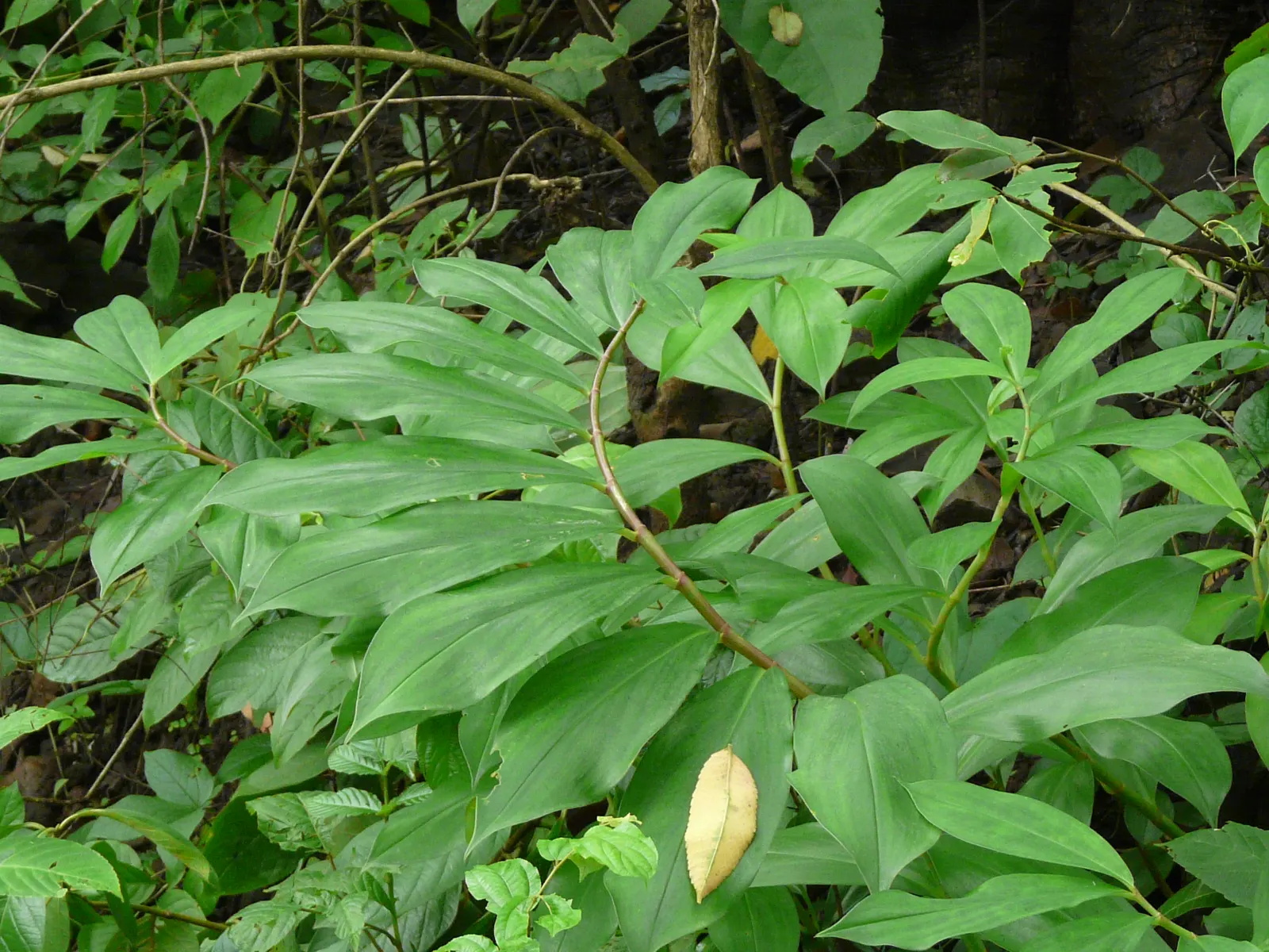 Chinese Wild Ginger (Asarum Splendens) — well-drained soil rich in organic matter