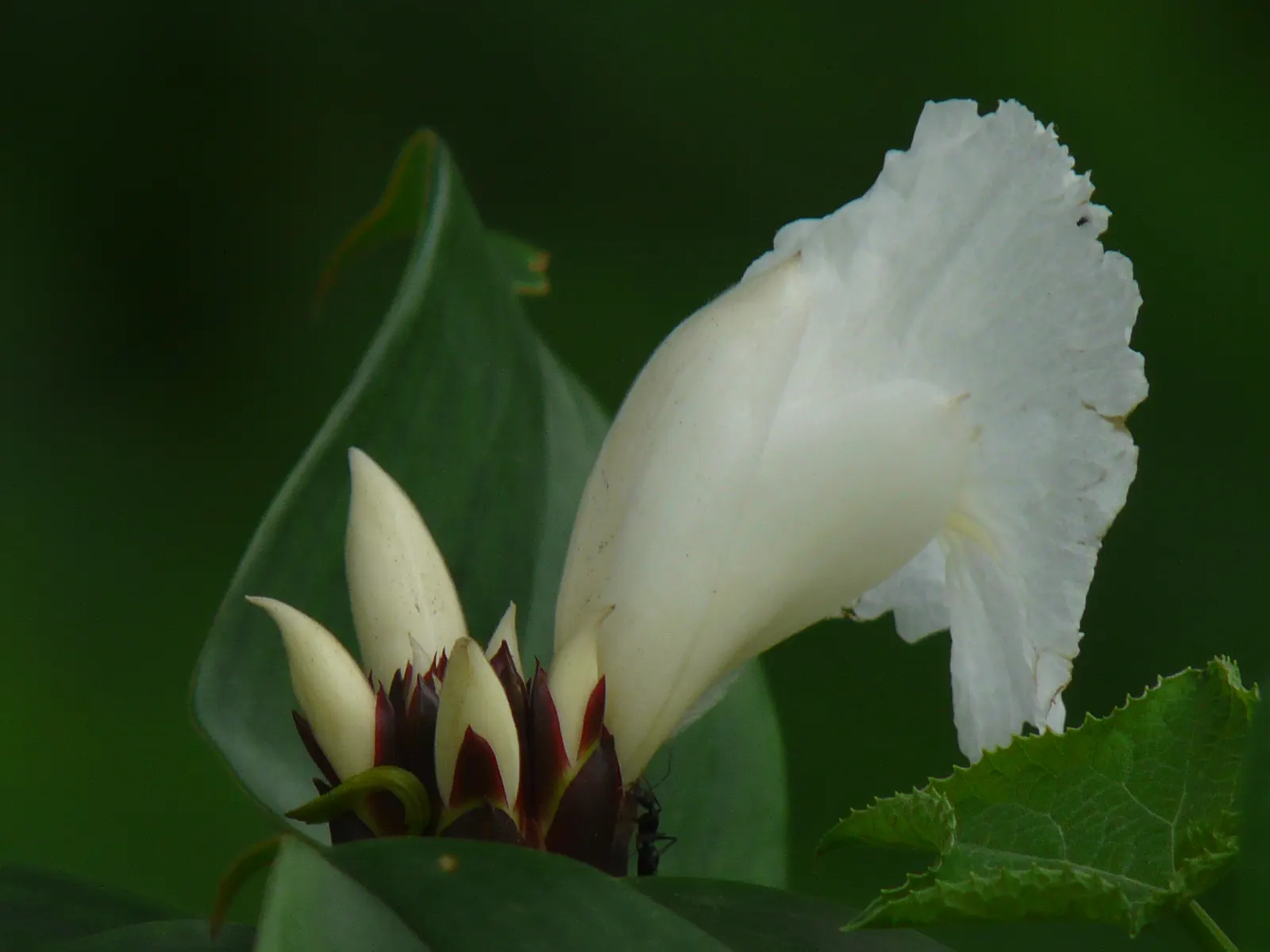 Chinese Wild Ginger (Asarum Splendens) — its evergreen foliage boasts shiny