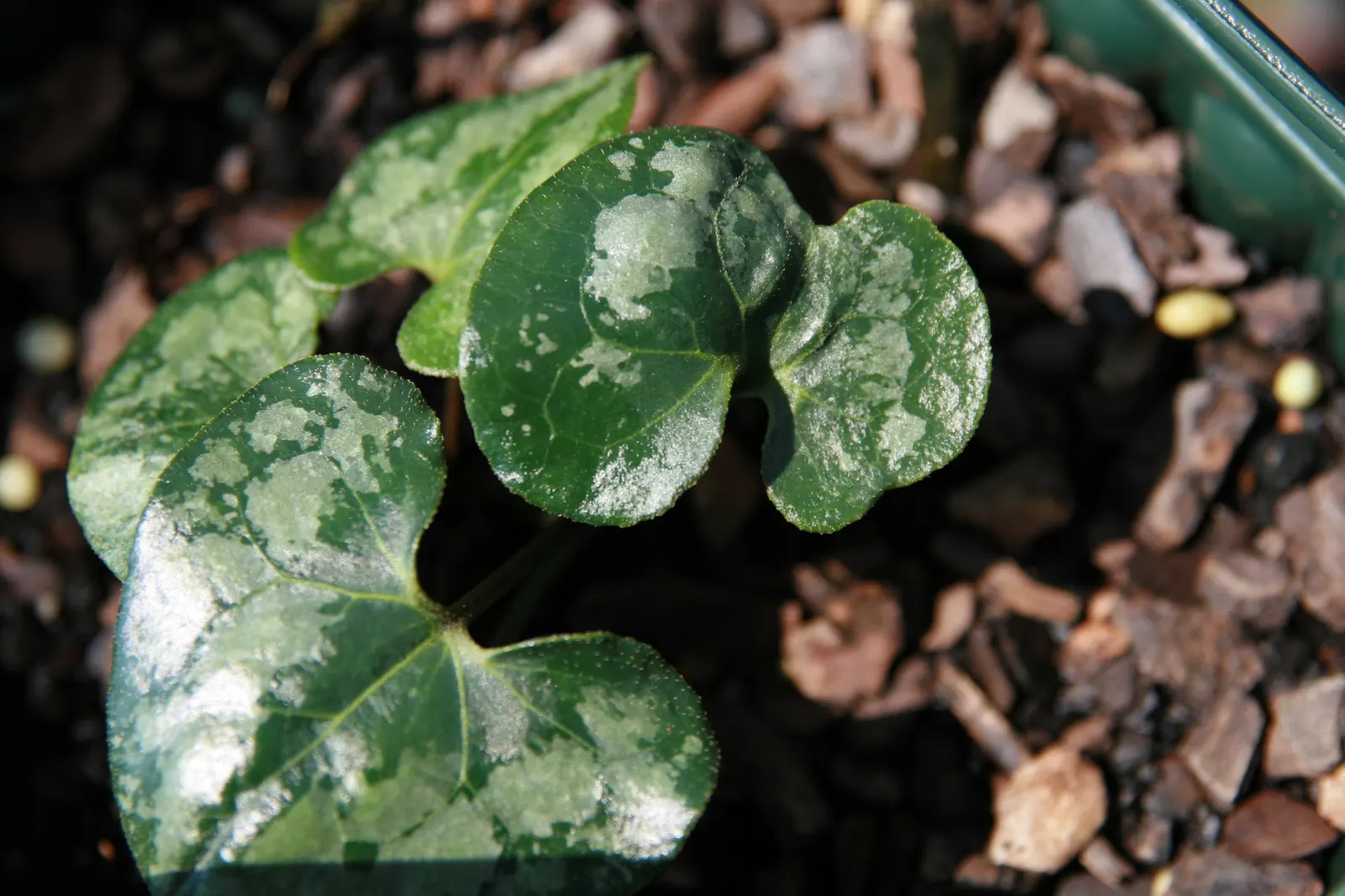 Chinese Wild Ginger (Asarum Splendens) — jug-shaped flowers emerge in spring