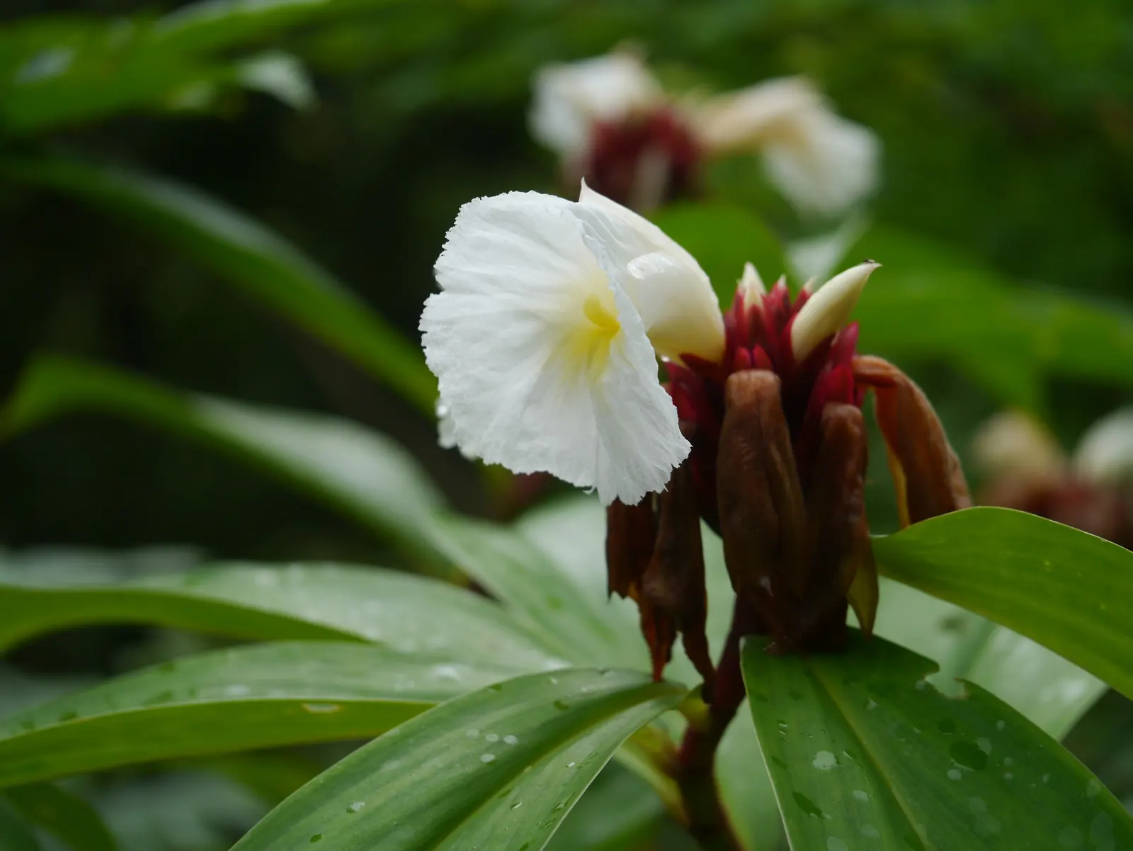 Chinese Wild Ginger (Asarum Splendens) — Chinese Wild Ginger should be planted in part to full shade