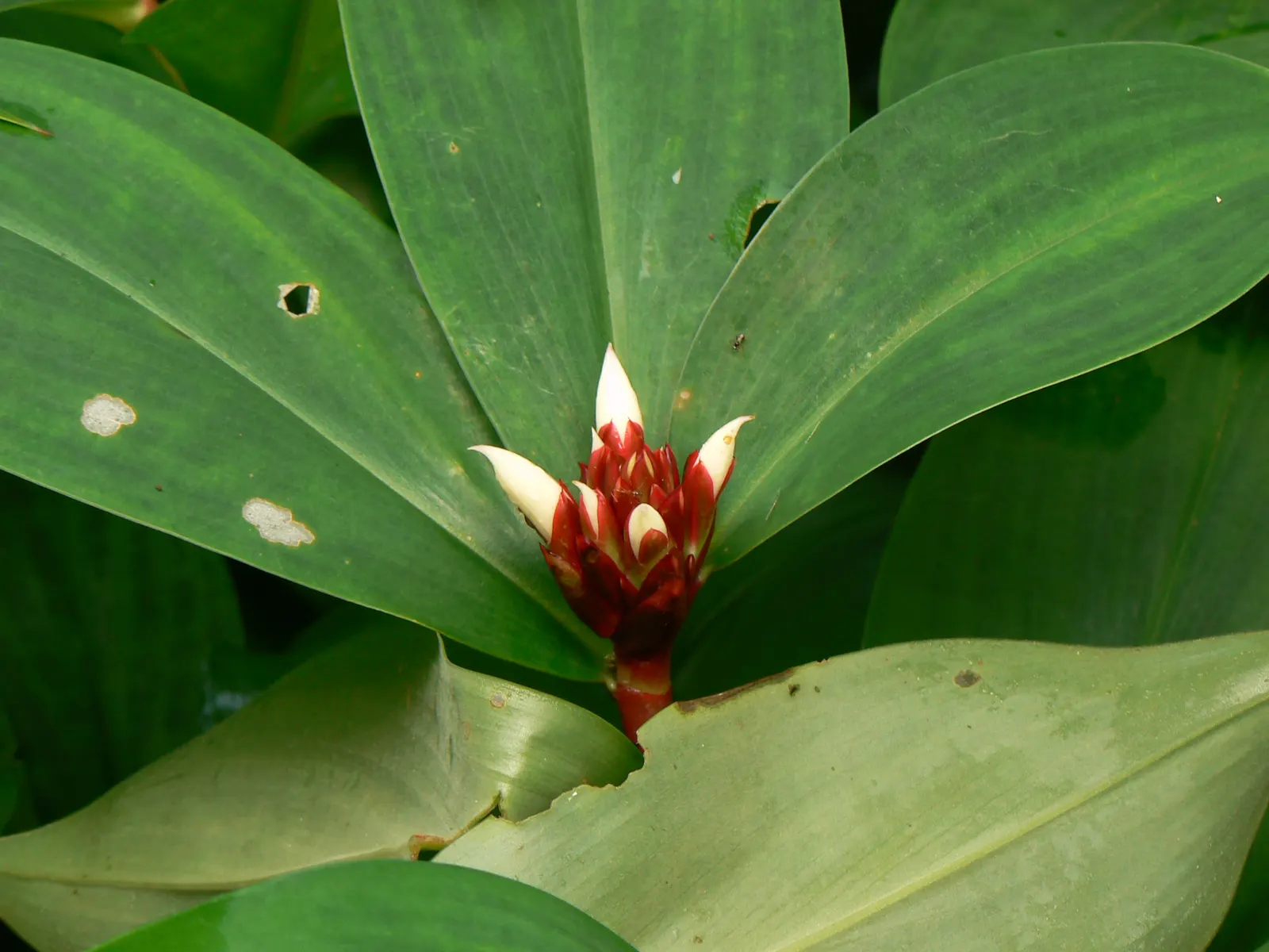 Chinese Wild Ginger (Asarum Splendens) — This hardy perennial prefers well-drained