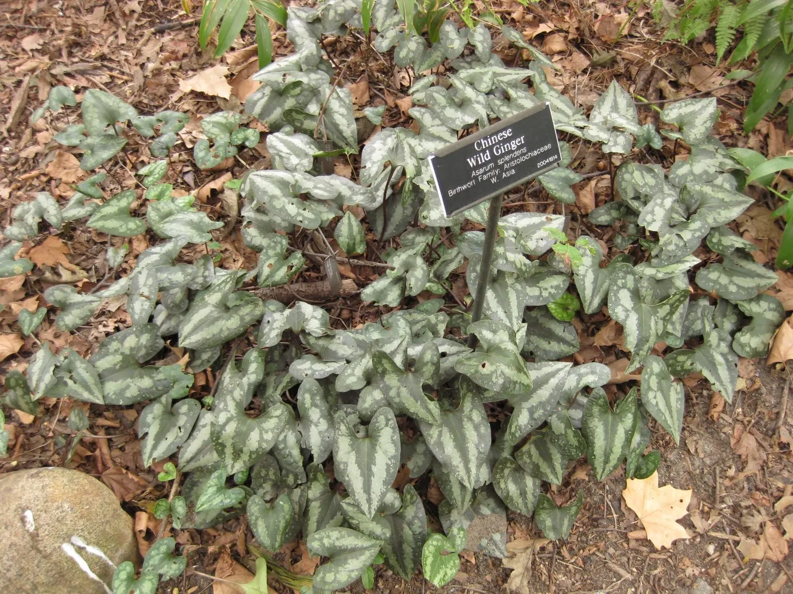 Chinese Wild Ginger (Asarum Splendens) — heart-shaped leaves with striking silver mottling