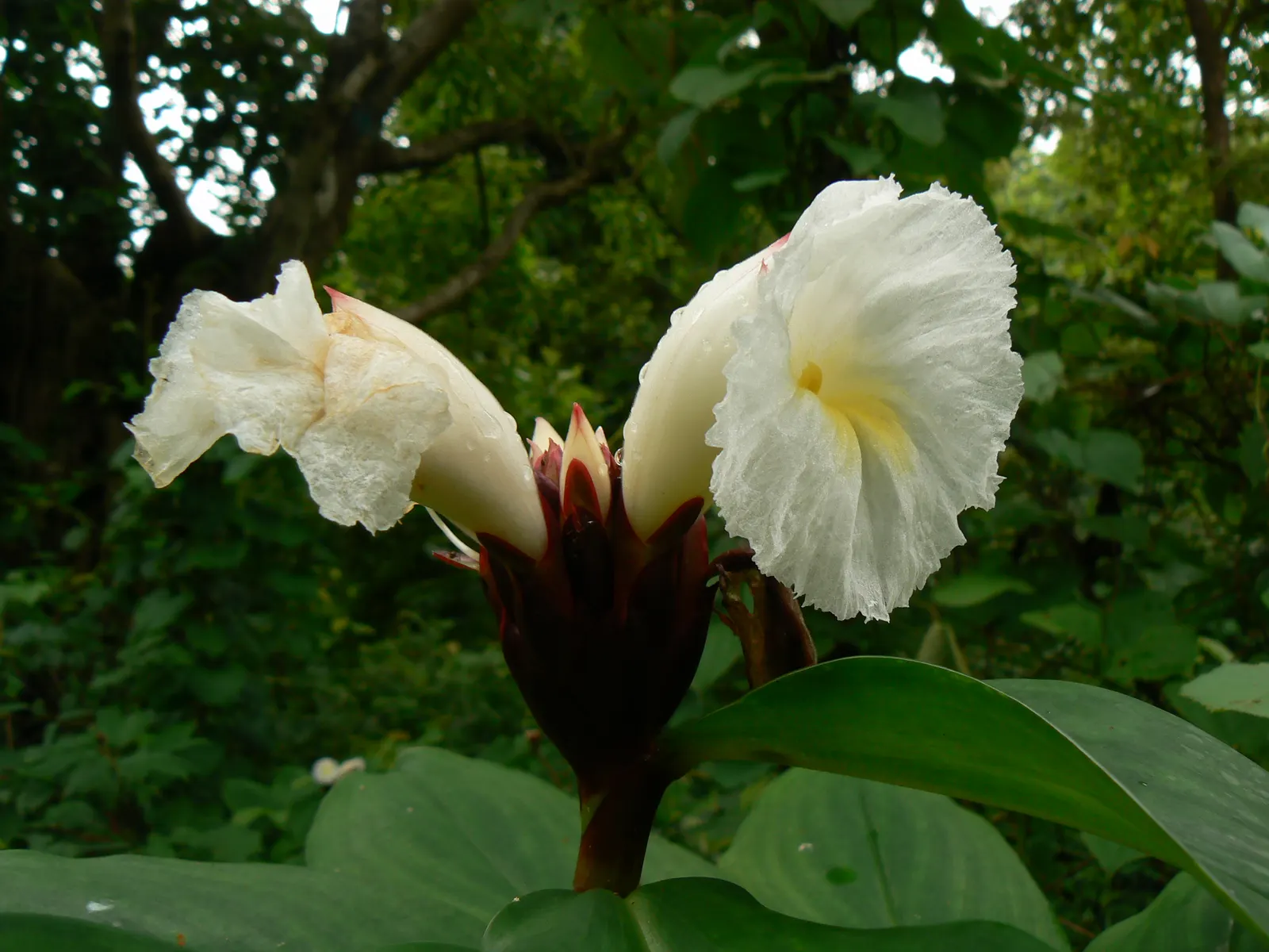 Chinese Wild Ginger (Asarum Splendens) — incorporation of Chinese Wild Ginger can offer enduring visual interest with its sculptural foliage