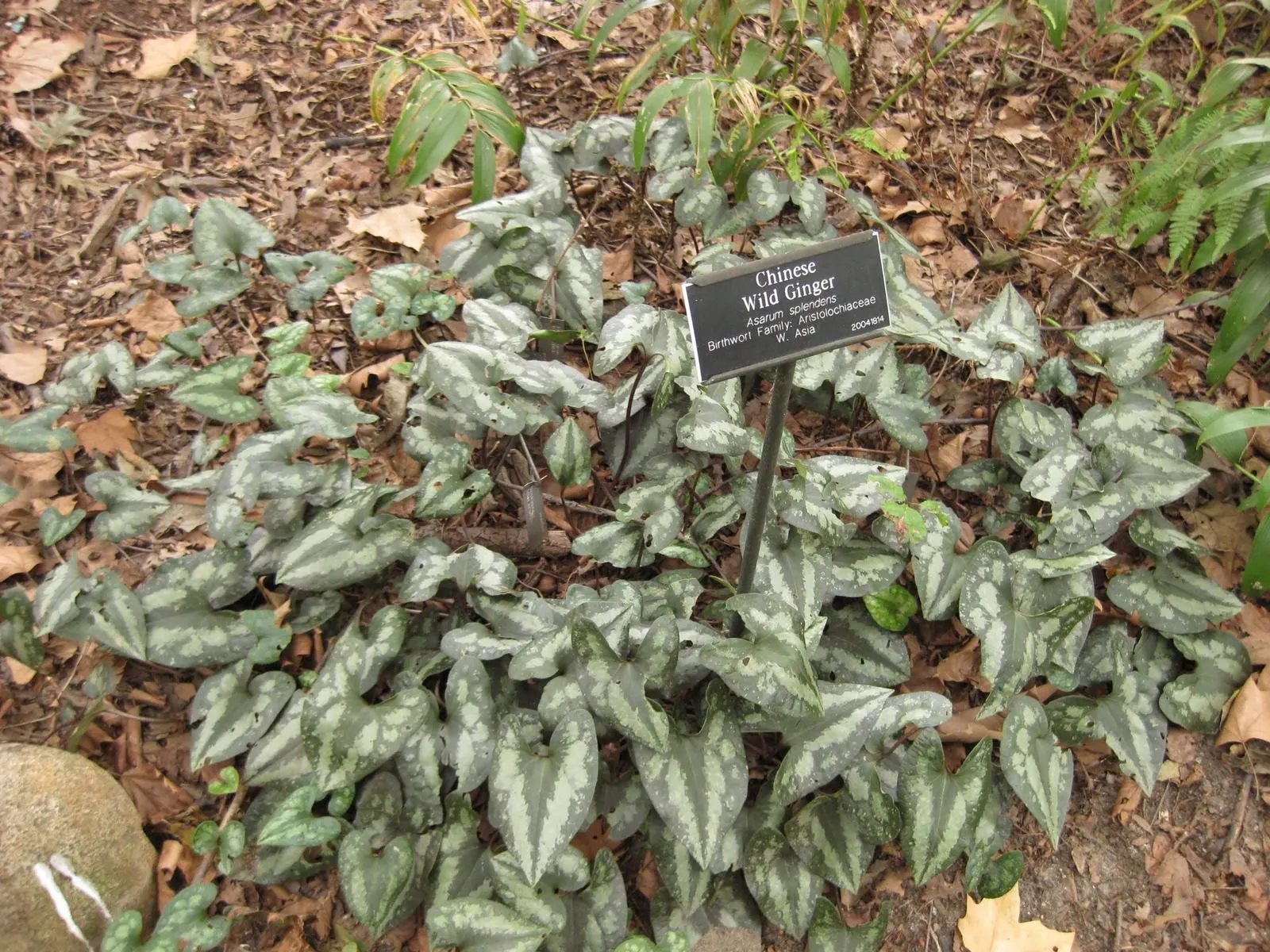 Chinese Wild Ginger (Asarum Splendens) — Noted for its striking foliage and low maintenance requirements