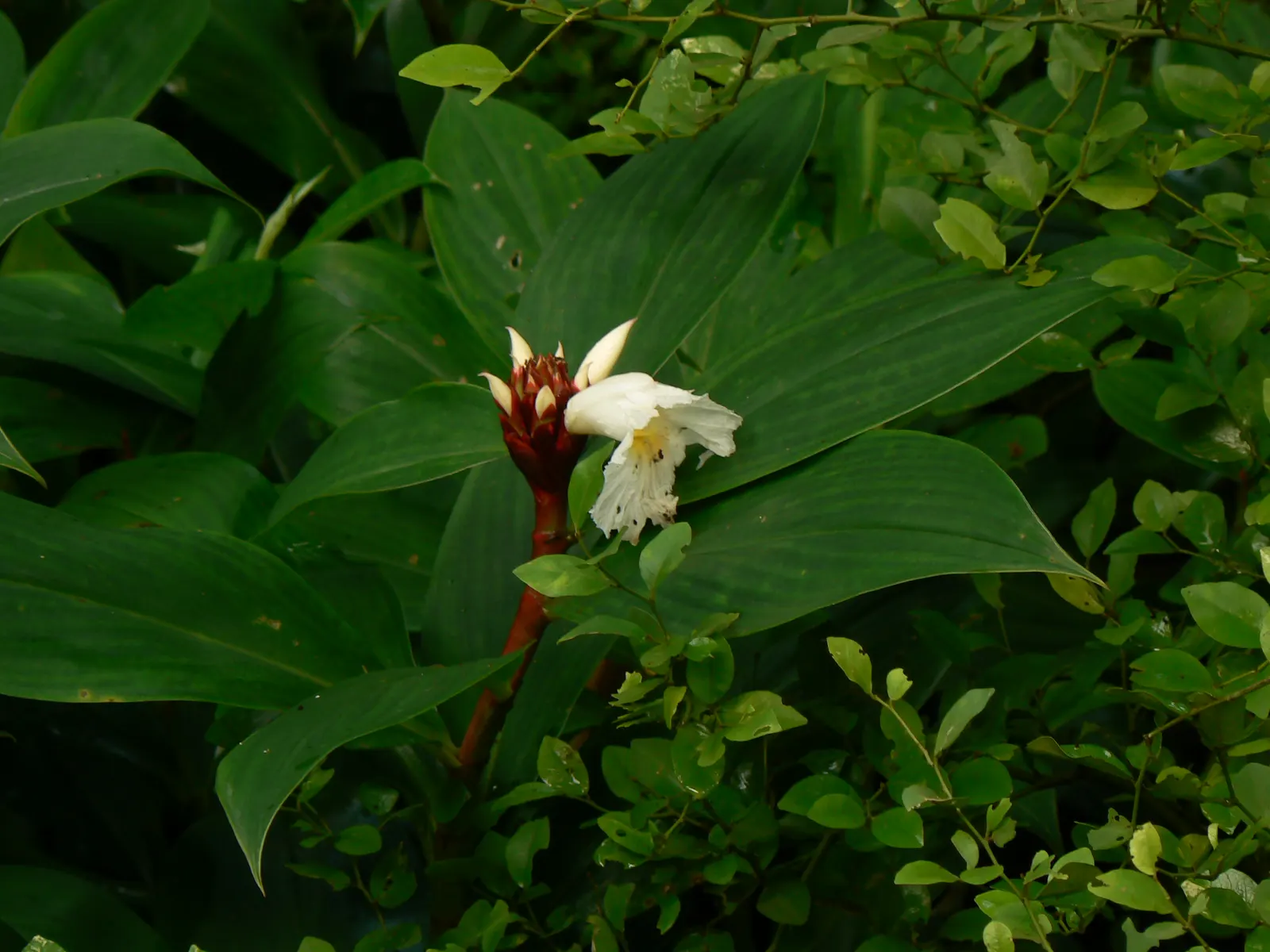 Chinese Wild Ginger (Asarum Splendens) — this herbaceous perennial thrives in USDA hardiness zones 6 through 9