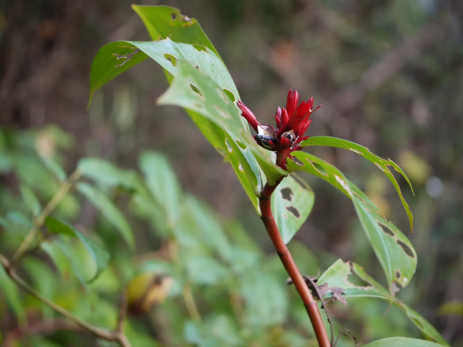 Chinese Wild Ginger (Asarum Splendens) — It requires minimal care once established