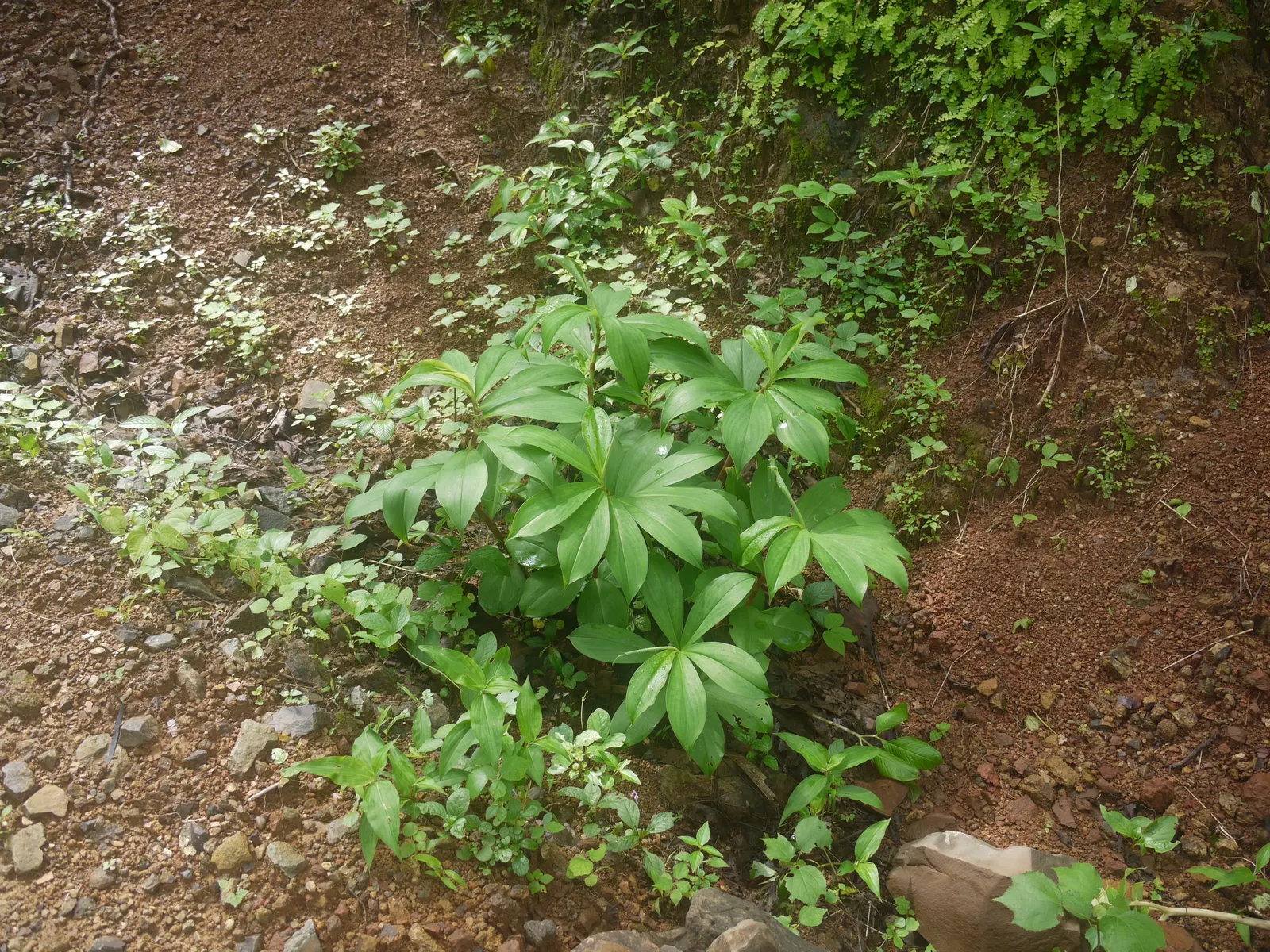 Chinese Wild Ginger (Asarum Splendens) — red flowers in the garden