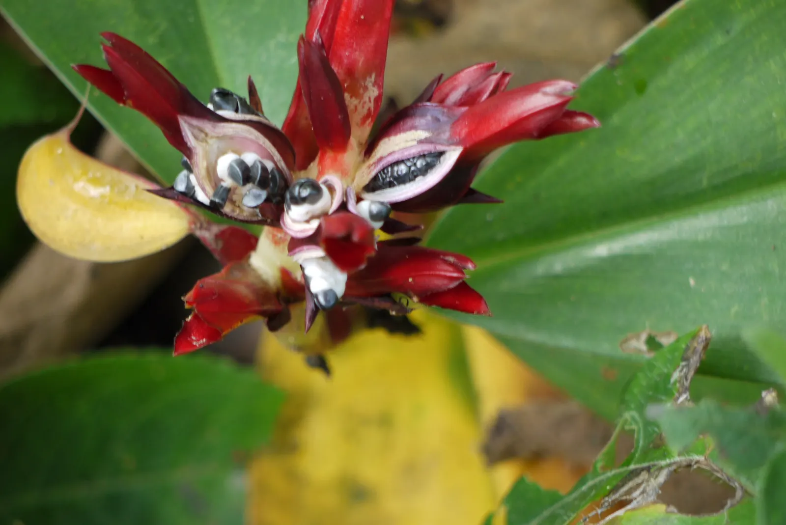 Chinese Wild Ginger (Asarum Splendens) — add a subtle intrigue to the plant's overall aesthetic.<br><br>Preferring moist