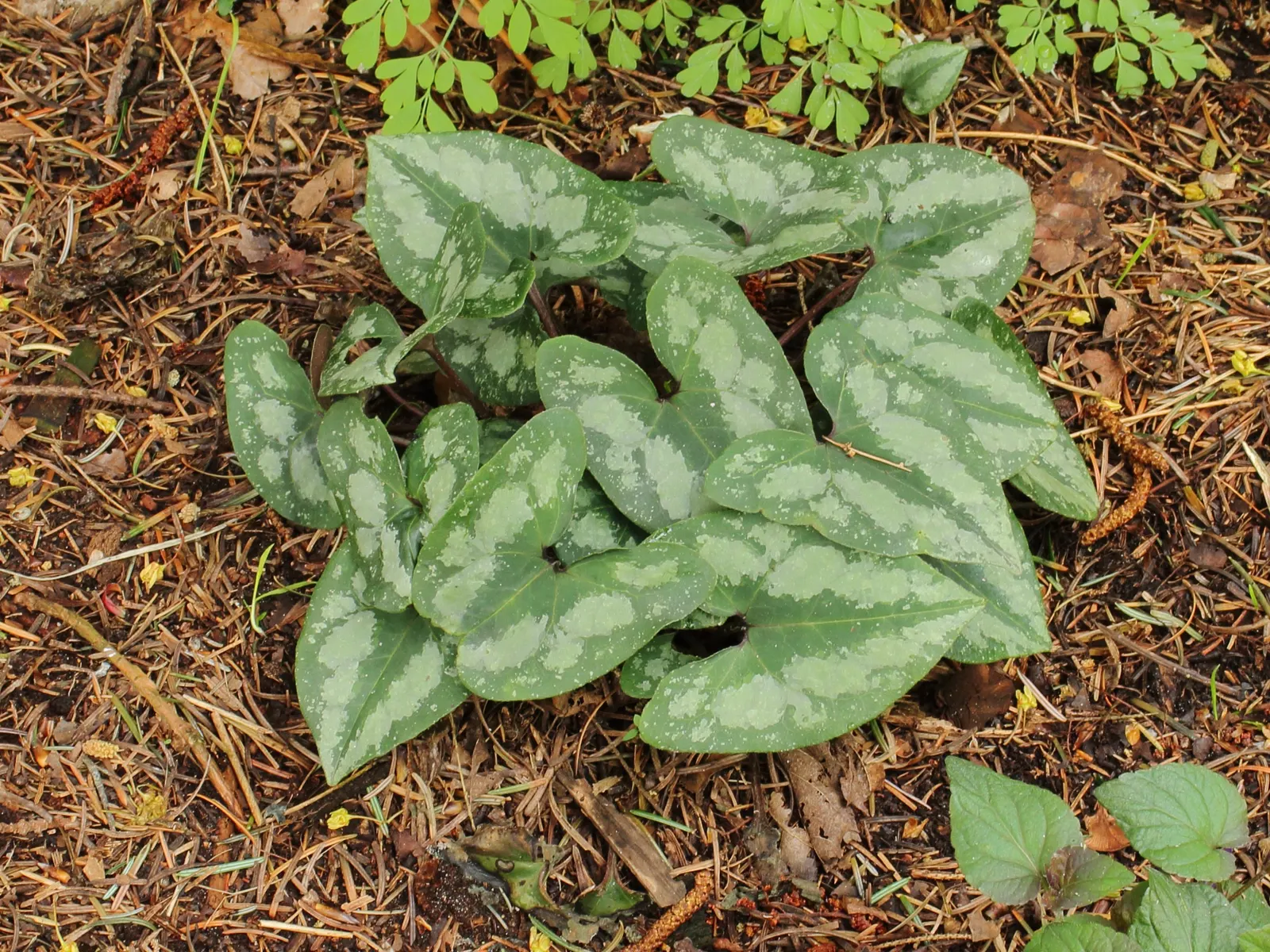Chinese Wild Ginger (Asarum Splendens) — With a height of about 6-12 inches and a spread of 12-24 inches