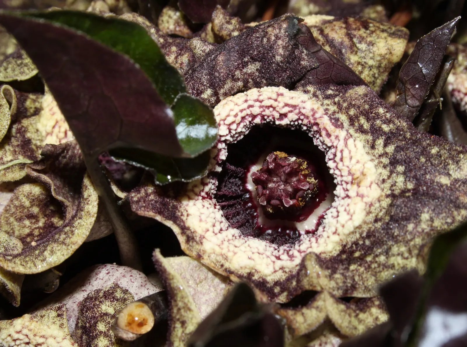 Chinese Wild Ginger (Asarum Splendens) — adding exotic texture and appeal to shaded garden areas