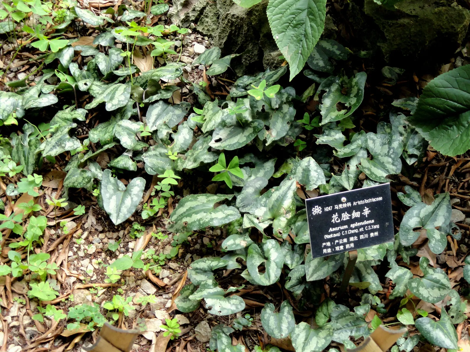 Chinese Wild Ginger (Asarum Splendens) — In spring, hidden beneath the leaves, it bears unique, jug-shaped purplish-brown flowers