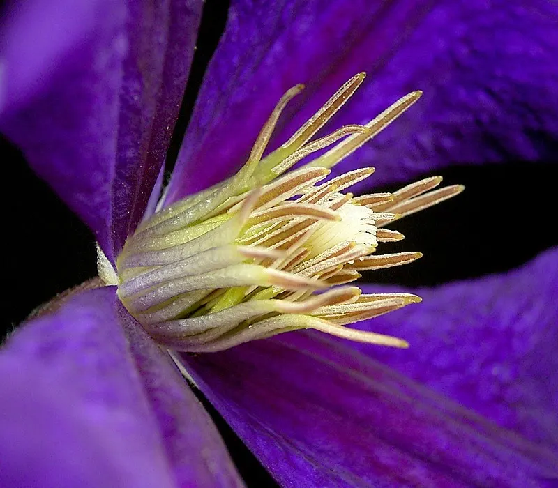 Jackman Clematis (Clematis 'Jackmanii') — It thrives in USDA zones 4-11, reaching heights of 10-12 feet and spreads of 3-4 feet; enhancing ecological diversity