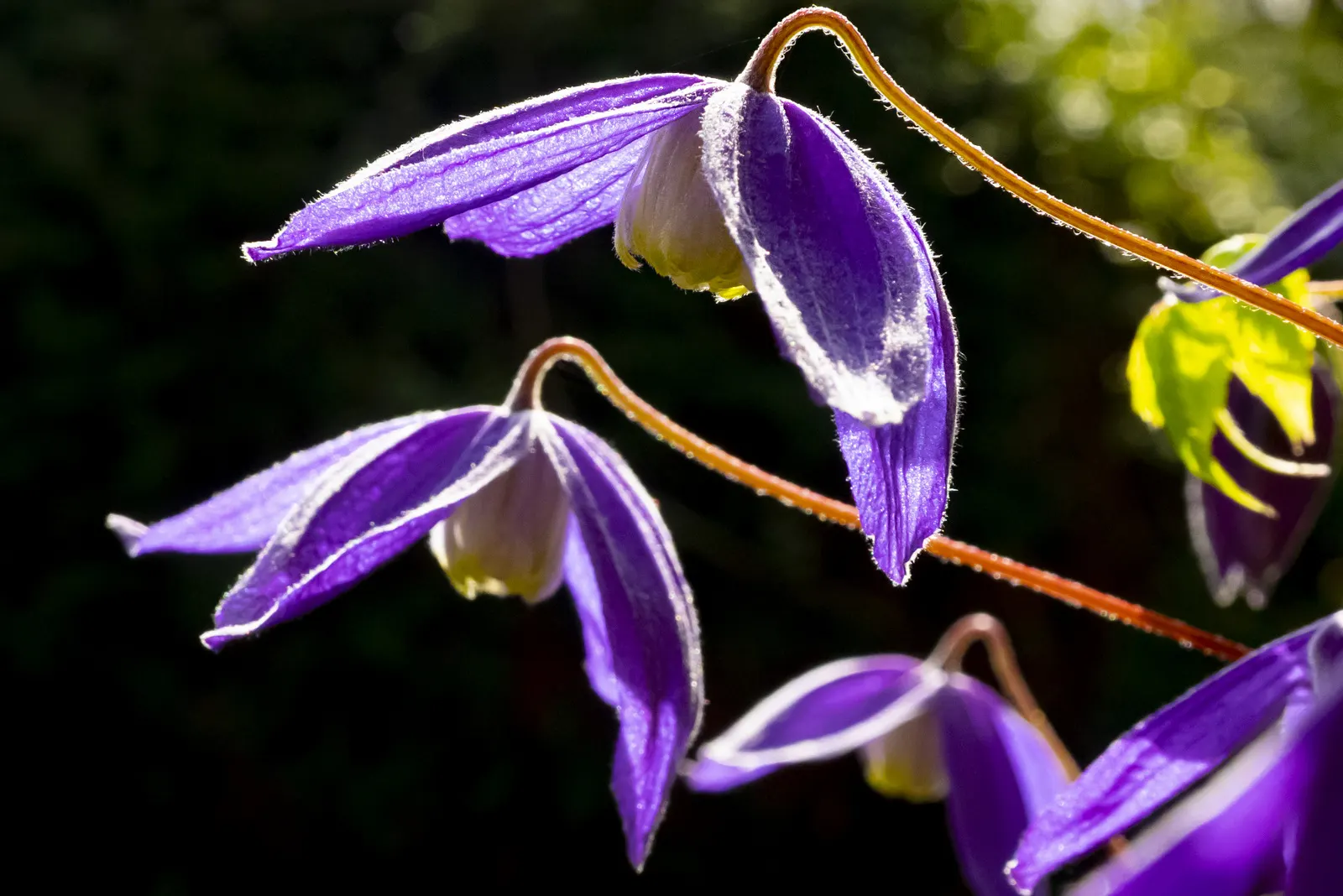 Jackman Clematis (Clematis 'Jackmanii') — A balanced, slow-release fertilizer applied in early spring can support its vigorous growth