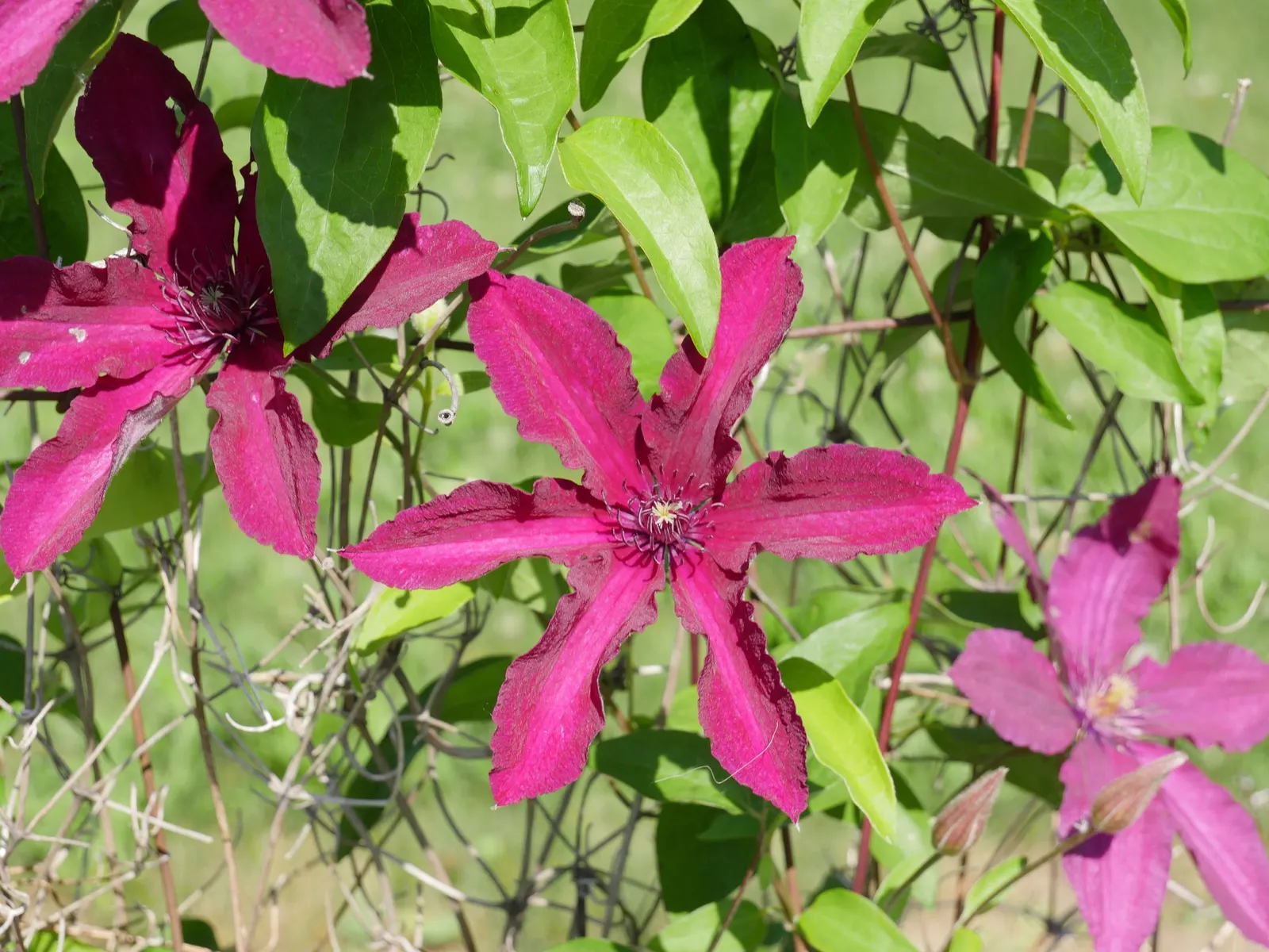 Jackman Clematis (Clematis 'Jackmanii') — Pruning is of the essence; the Jackman Clematis falls into Pruning Group 3