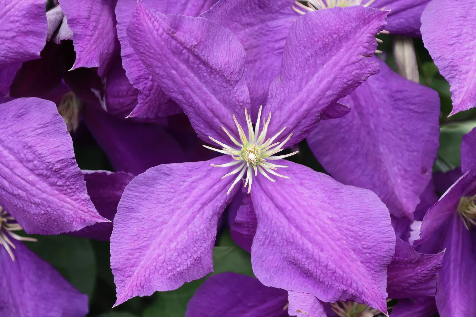 Jackman Clematis (Clematis 'Jackmanii') — is a vigorous perennial vine showcasing lush purple blooms with velvety textures; preferring full sun to, image 43