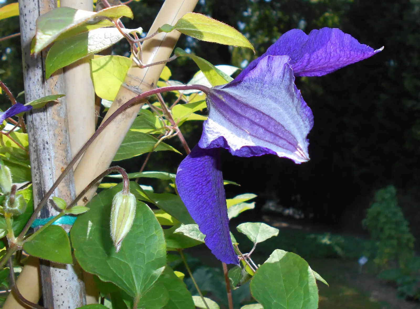 Jackman Clematis (Clematis 'Jackmanii') — A balanced, slow-release fertilizer applied in early spring can support its vigorous growth; preferring full sun to