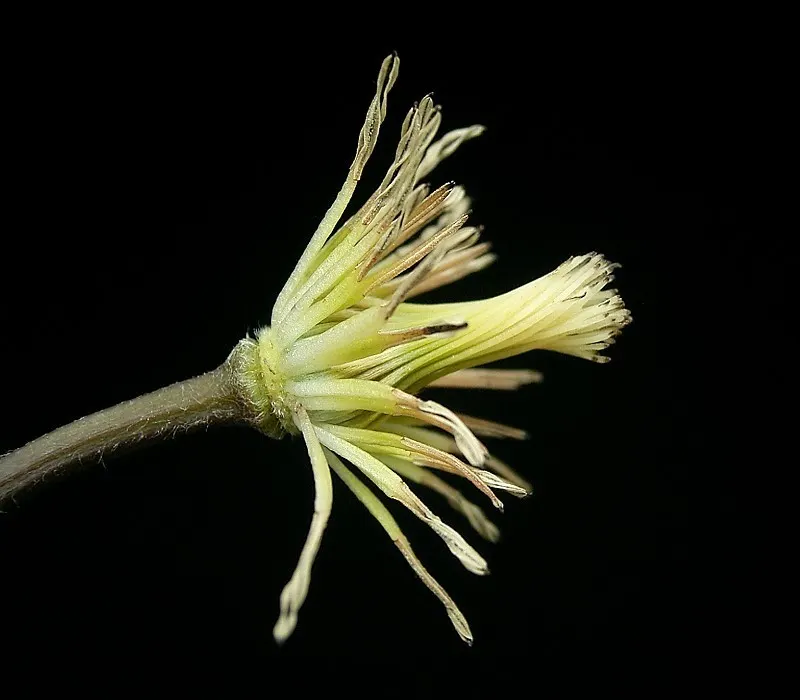Jackman Clematis (Clematis 'Jackmanii') — the Jackman Clematis prefers a position where its base and roots are shaded while its vines reach for the, image 34