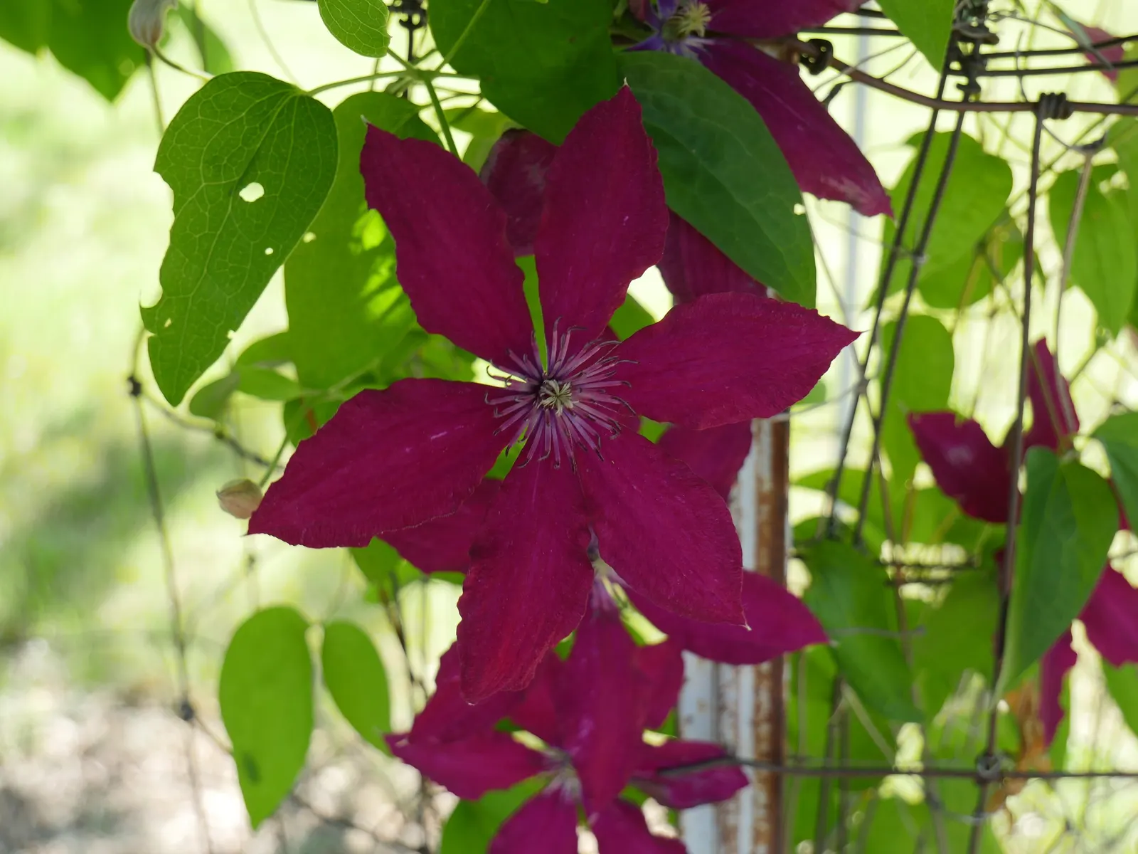 Jackman Clematis (Clematis 'Jackmanii') — Preferring full sun to part shade and well-drained soil, it's ideal for trellises, arbors, and fences, image 25