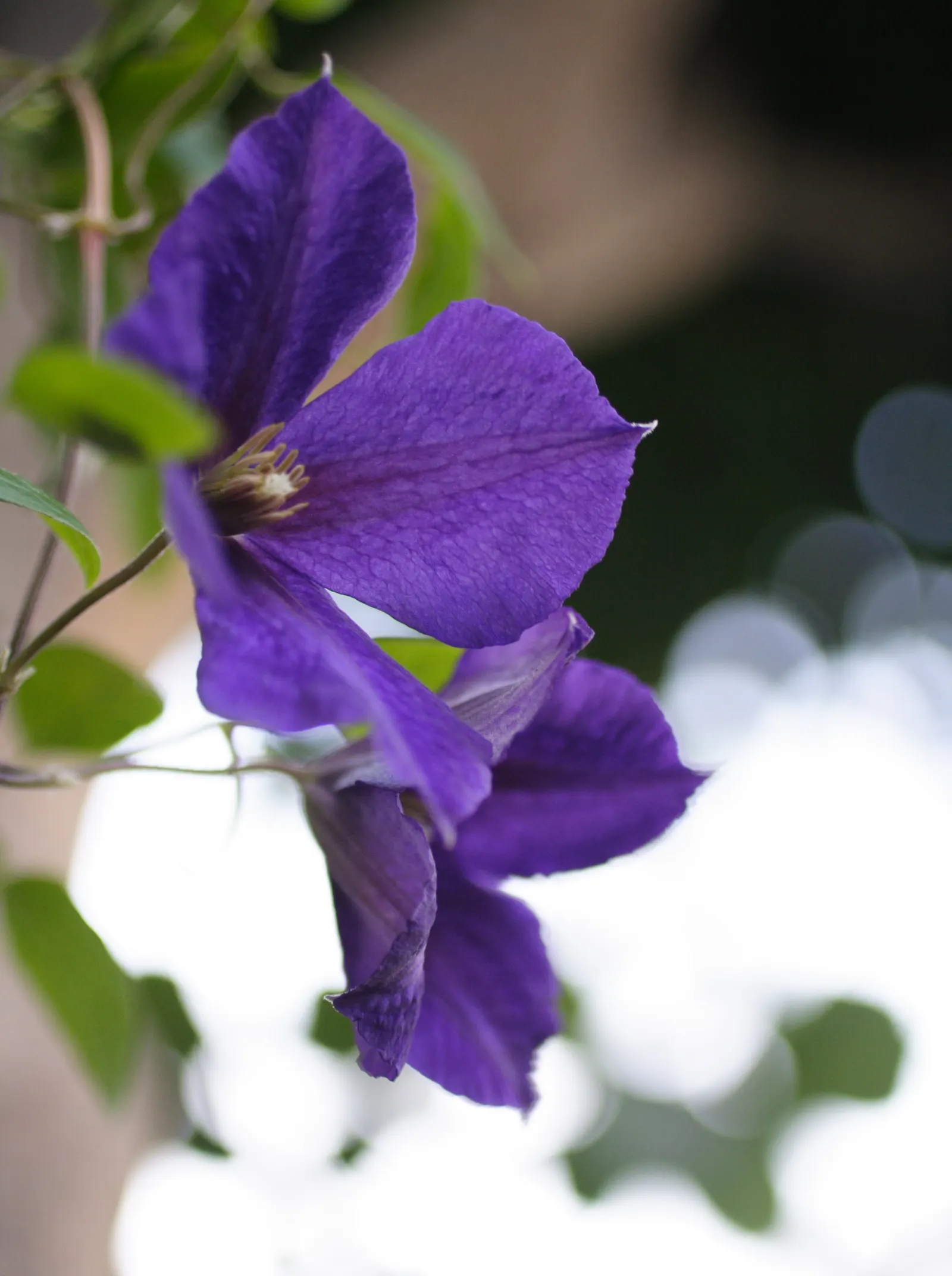 Jackman Clematis (Clematis 'Jackmanii') — offering a long-lasting display.<br><br>Thriving in USDA Hardiness Zones 4 through 8; enhancing ecological diversity