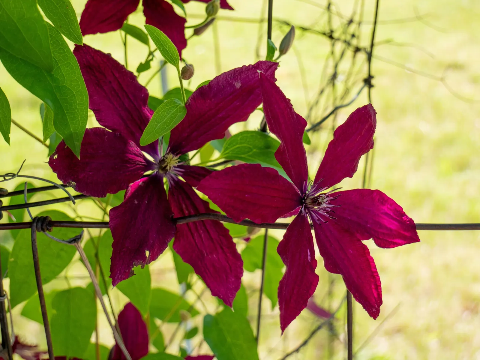 Jackman Clematis (Clematis 'Jackmanii') — adding a vibrant splash of color to any garden space; preferring full sun to part shade and well-drained soil, it's
