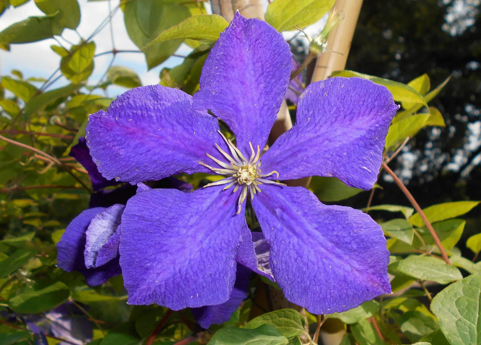 Jackman Clematis (Clematis 'Jackmanii') — purple flowers in the garden; preferring full sun to part shade and well-drained soil, it's ideal for trellises