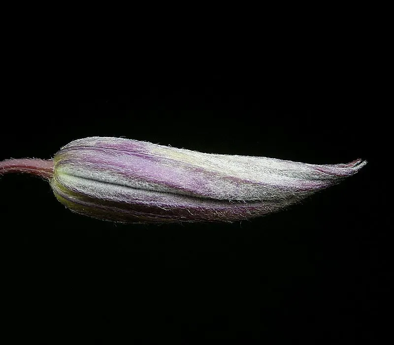 Jackman Clematis (Clematis 'Jackmanii') — vine with purple blooms; the blooms make their grand appearance from midsummer until early fall