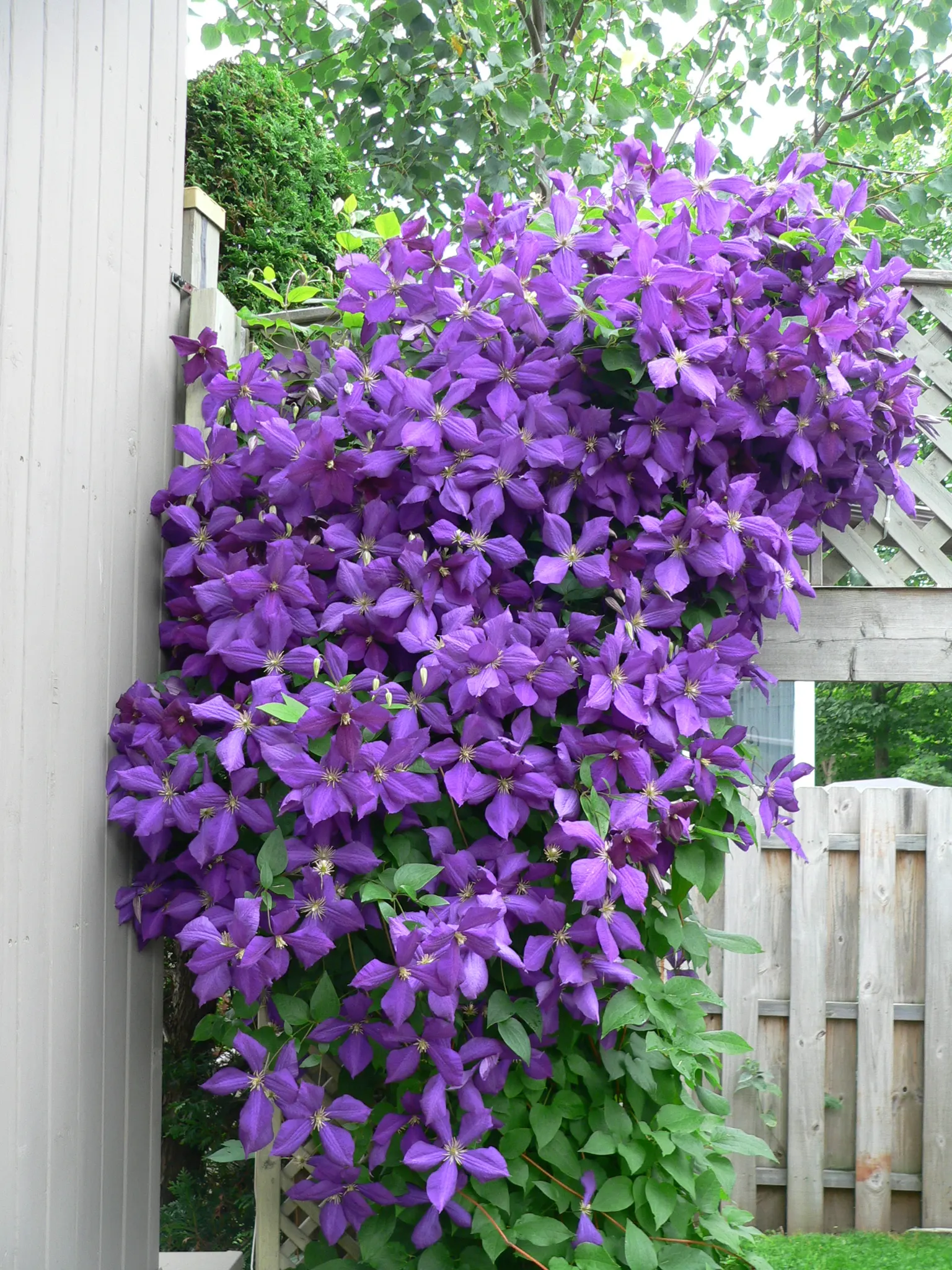 Jackman Clematis (Clematis 'Jackmanii') — purple flowers in the garden