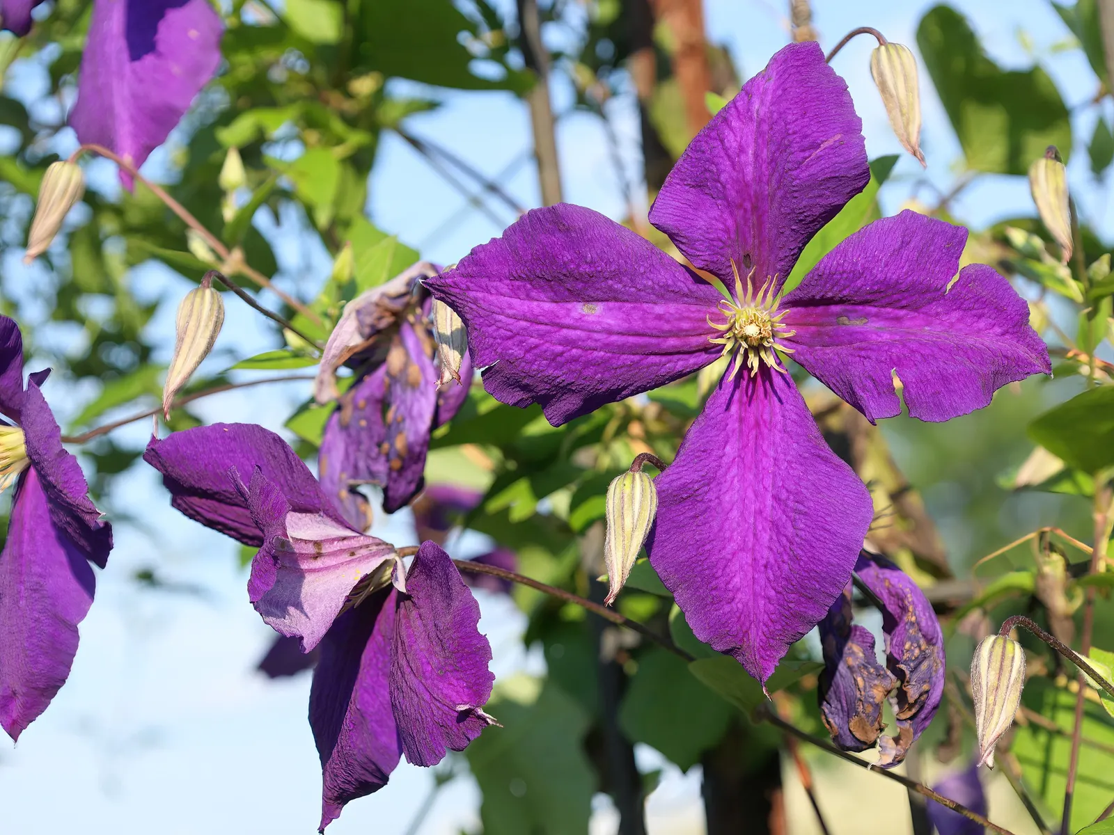 Jackman Clematis (Clematis 'Jackmanii') — Pruning is of the essence; the Jackman Clematis falls into Pruning Group 3; the blooms make their grand appearance