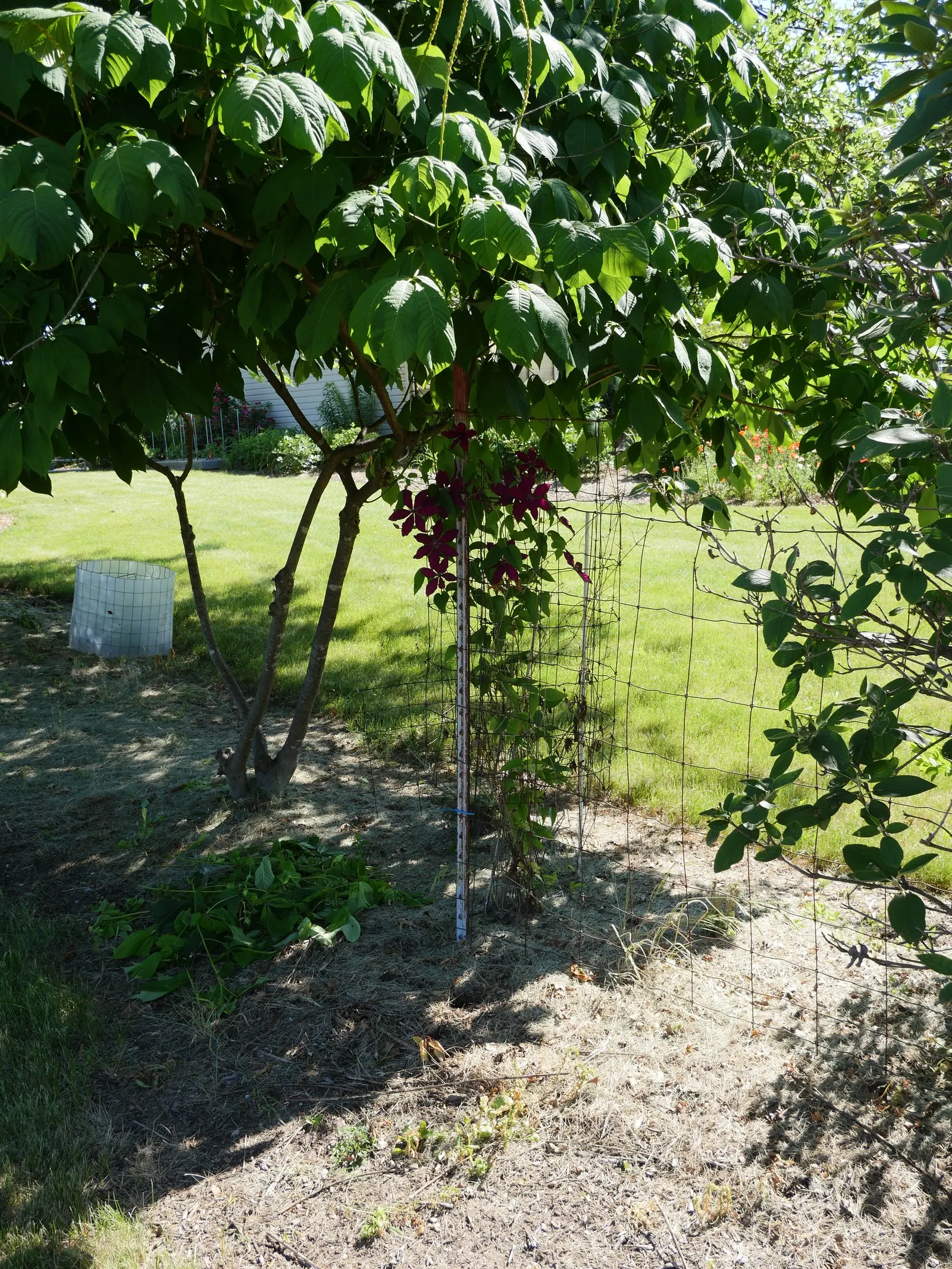 Jackman Clematis (Clematis 'Jackmanii') — from midsummer to early fall