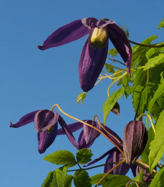 Jackman Clematis (Clematis 'Jackmanii') — is a quintessential flowering vine for elegant landscape designs