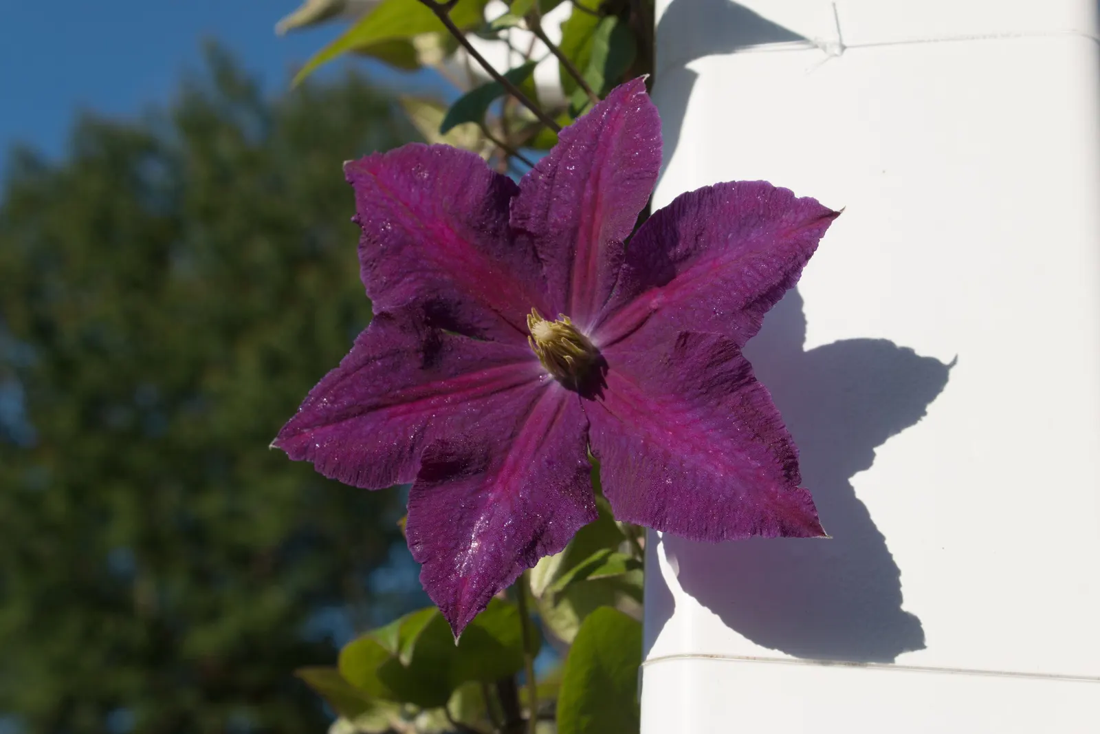 Jackman Clematis (Clematis 'Jackmanii') — adding a vibrant splash of color to any garden space