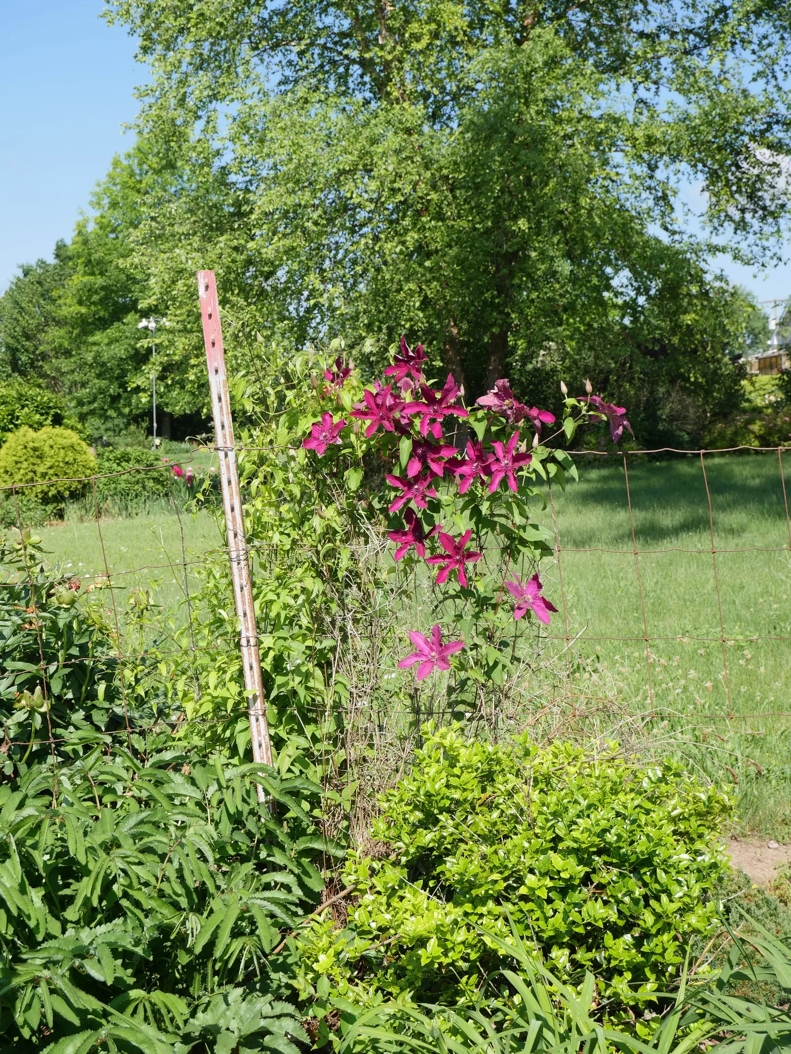 Jackman Clematis (Clematis 'Jackmanii') — Pruning in late winter encourages robust growth