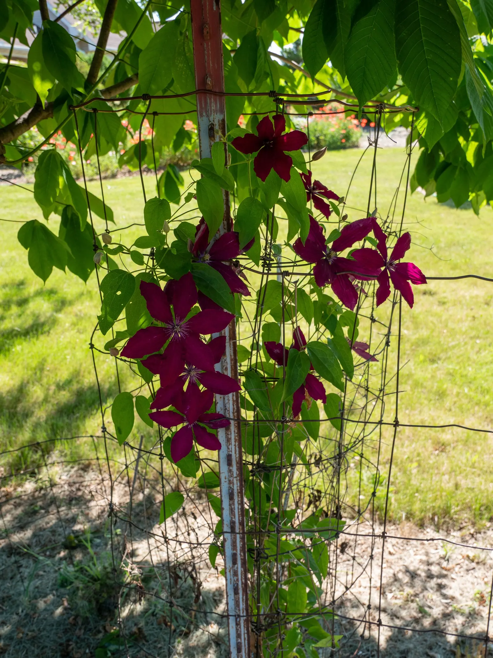 Jackman Clematis (Clematis 'Jackmanii') — vine with purple blooms