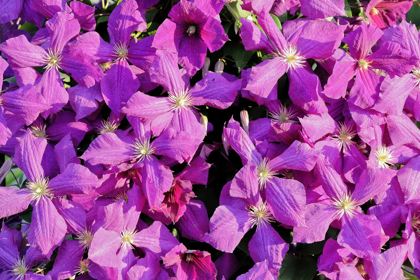 Jackman Clematis (Clematis 'Jackmanii') — enhancing ecological diversity, image 39