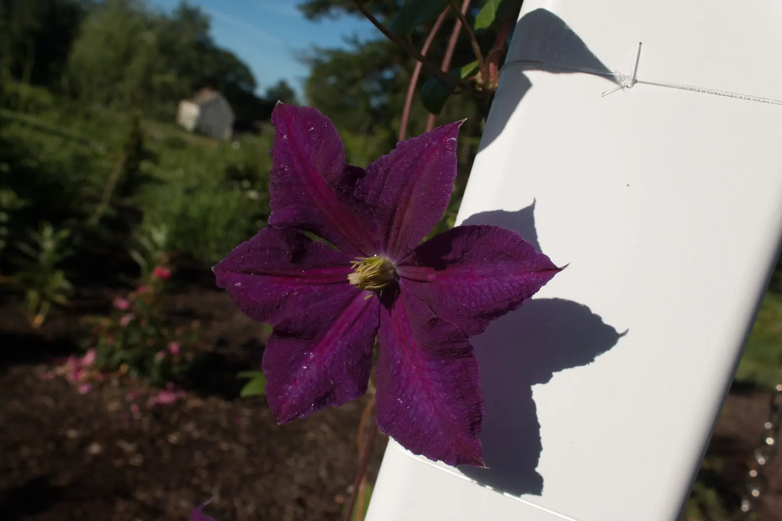 Jackman Clematis (Clematis 'Jackmanii') — Preferring full sun to part shade and well-drained soil, it's ideal for trellises, arbors, and fences