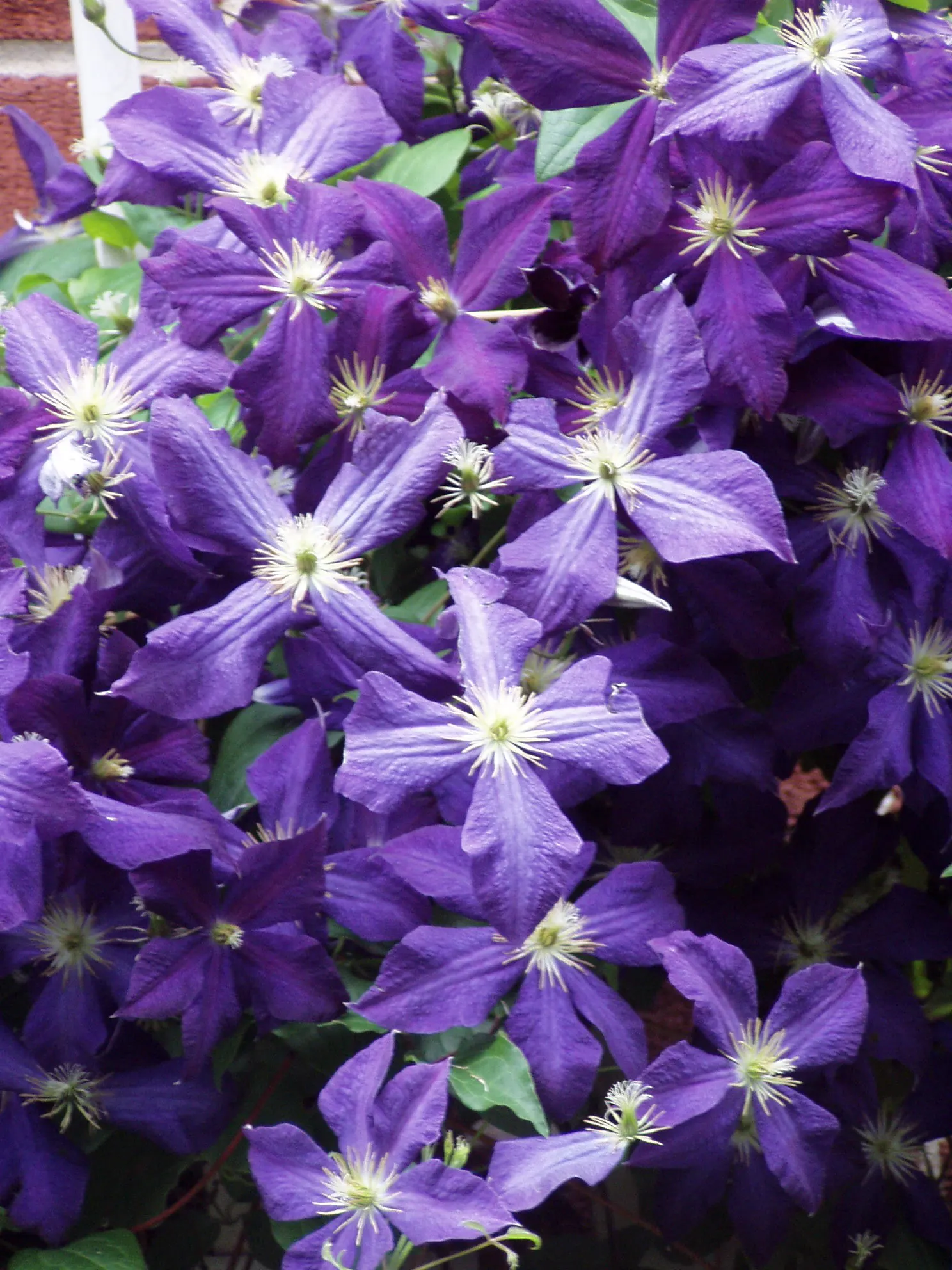 Jackman Clematis (Clematis 'Jackmanii') — Renowned for its lush and deep velvety purple blooms; the blooms make their grand appearance from midsummer until