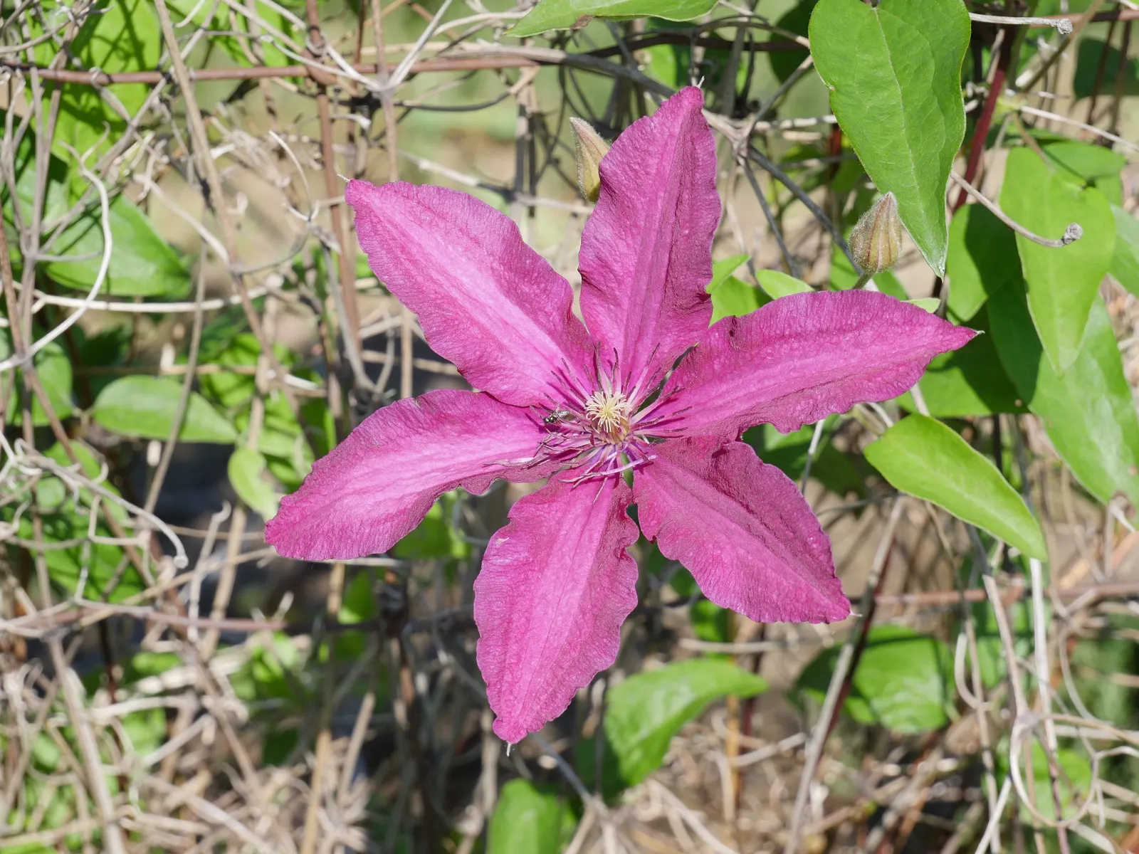Jackman Clematis (Clematis 'Jackmanii') — the Jackman Clematis prefers a position where its base and roots are shaded while its vines reach for the sun
