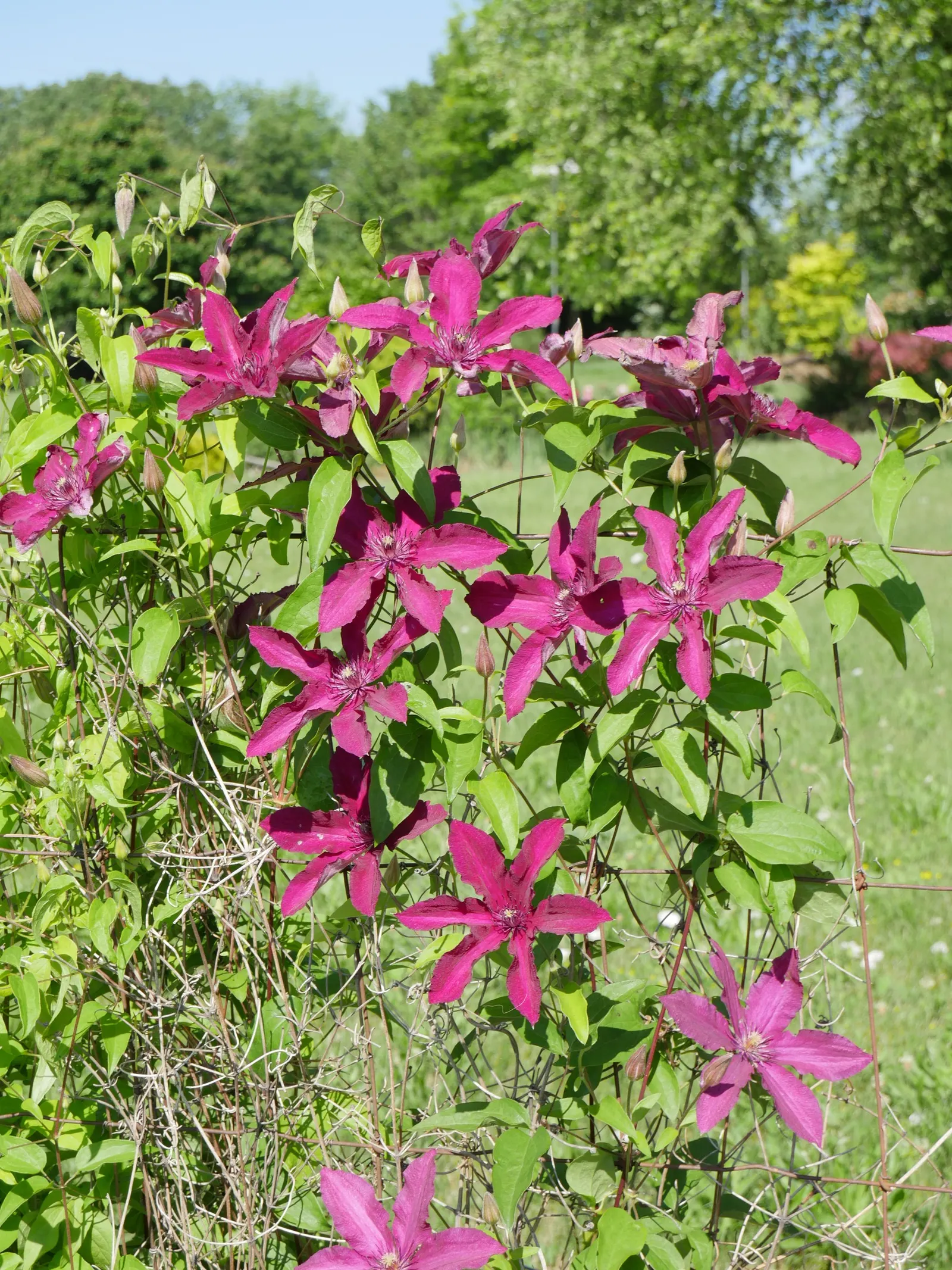 Jackman Clematis (Clematis 'Jackmanii') — Renowned for its lush and deep velvety purple blooms