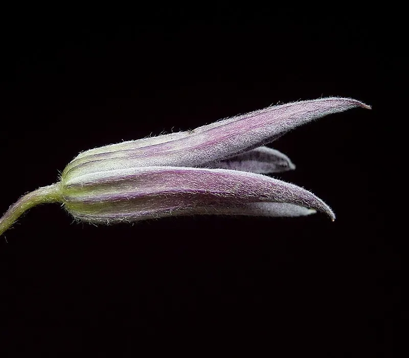 Jackman Clematis (Clematis 'Jackmanii') — The Clematis 'Jackmanii' can climb to a height of approximately 10 to 12 feet with proper support; the blooms make