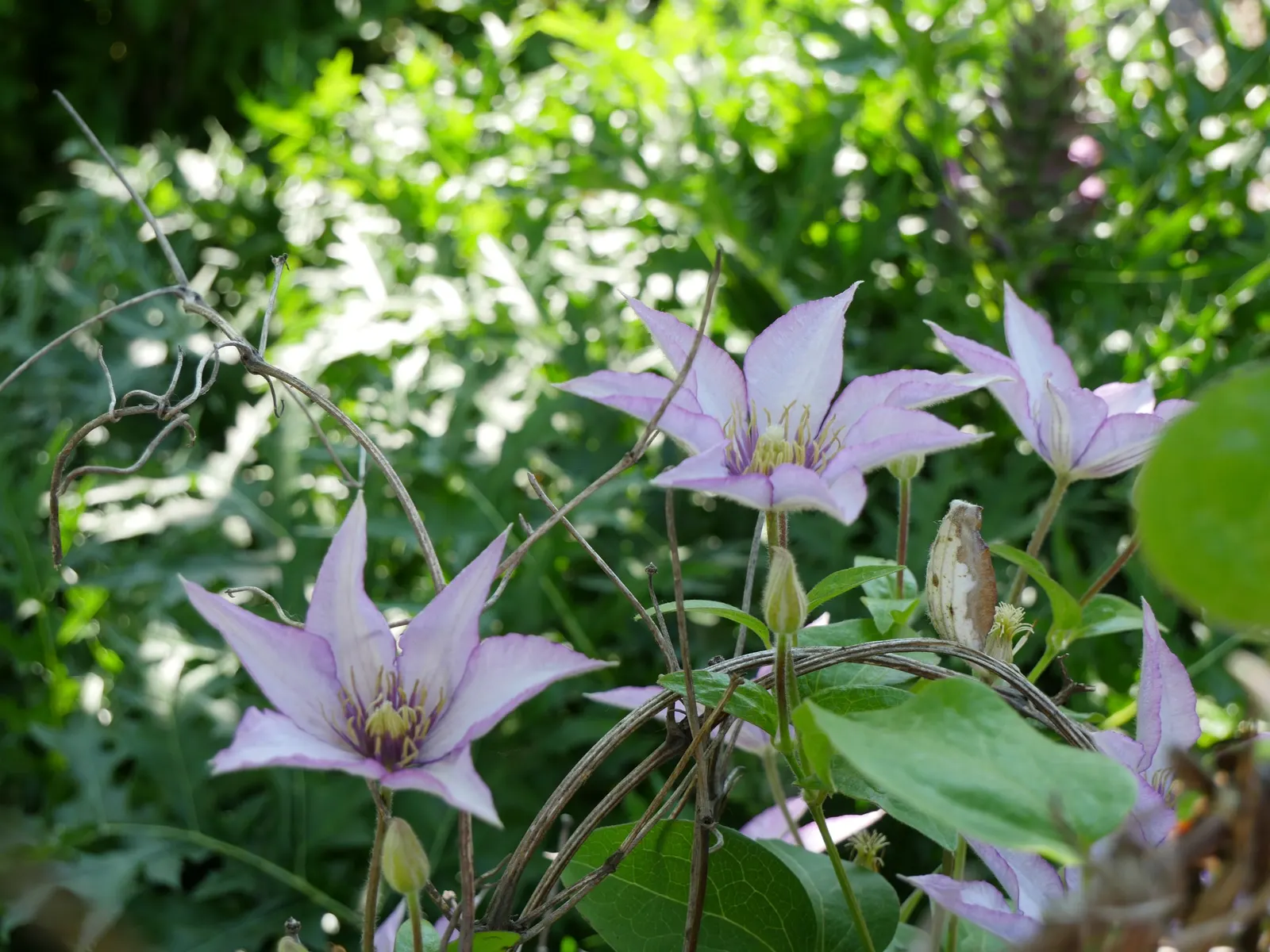 Jackman Clematis (Clematis 'Jackmanii') — scientifically referred to as Clematis 'Jackmanii'; enhancing ecological diversity