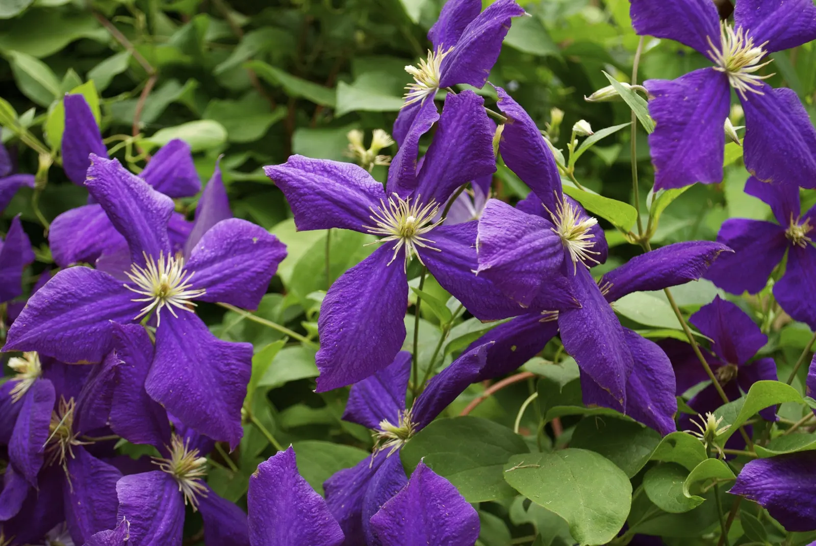 Jackman Clematis (Clematis 'Jackmanii') — enhancing ecological diversity