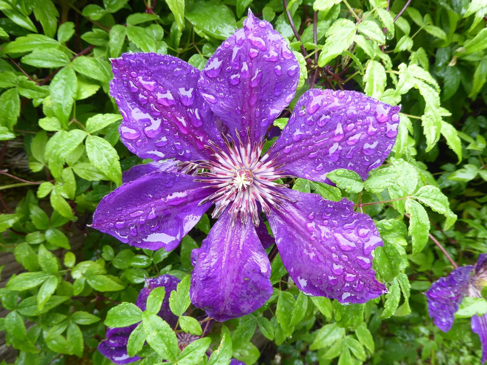 Jackman Clematis (Clematis 'Jackmanii') — scientifically referred to as Clematis 'Jackmanii'