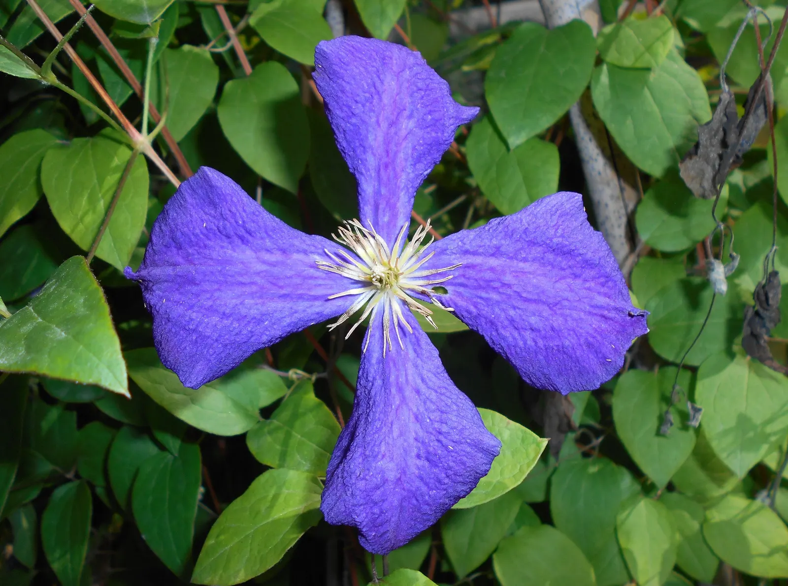Jackman Clematis (Clematis 'Jackmanii') — Preferring full sun to part shade and well-drained soil, it's ideal for trellises, arbors, and fences, image 46