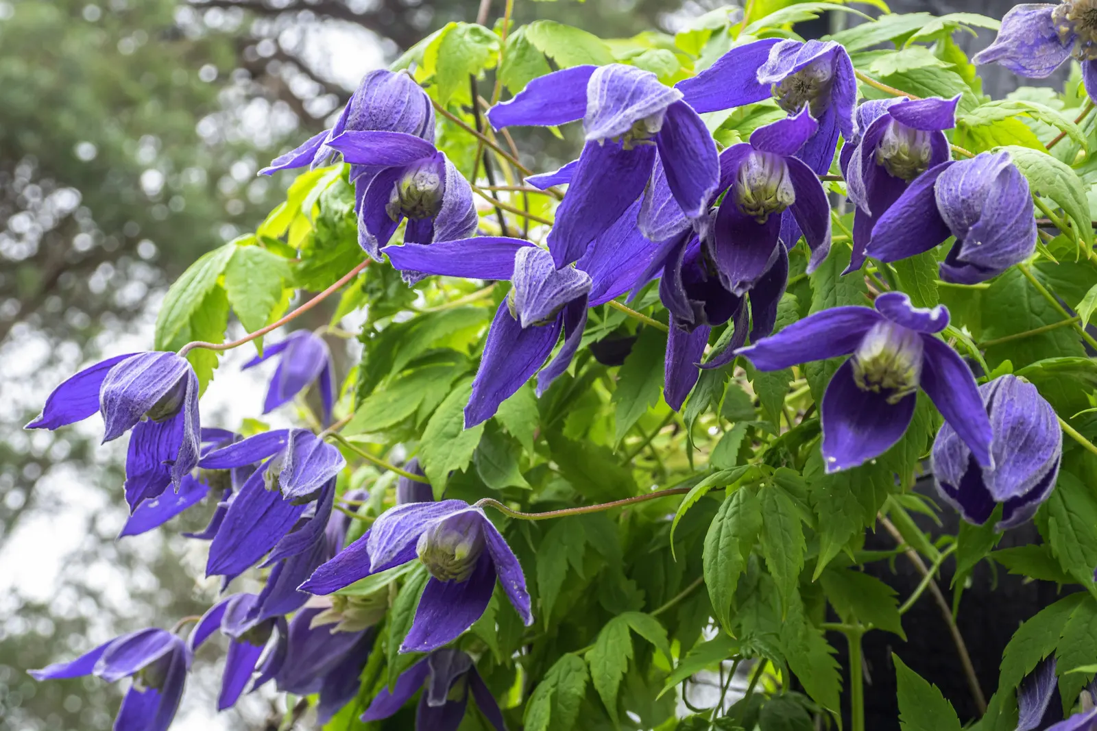 Jackman Clematis (Clematis 'Jackmanii') — this cultivar exhibits flowers that span 4 to 7 inches across