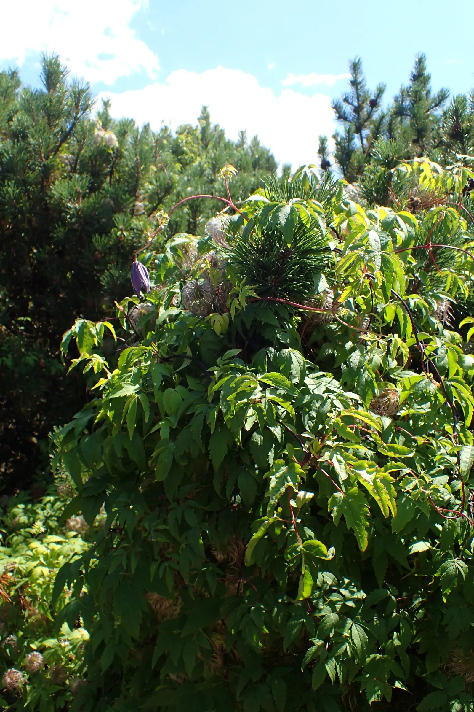 Jackman Clematis (Clematis 'Jackmanii') — is a quintessential flowering vine for elegant landscape designs; preferring full sun to part shade and, image 49