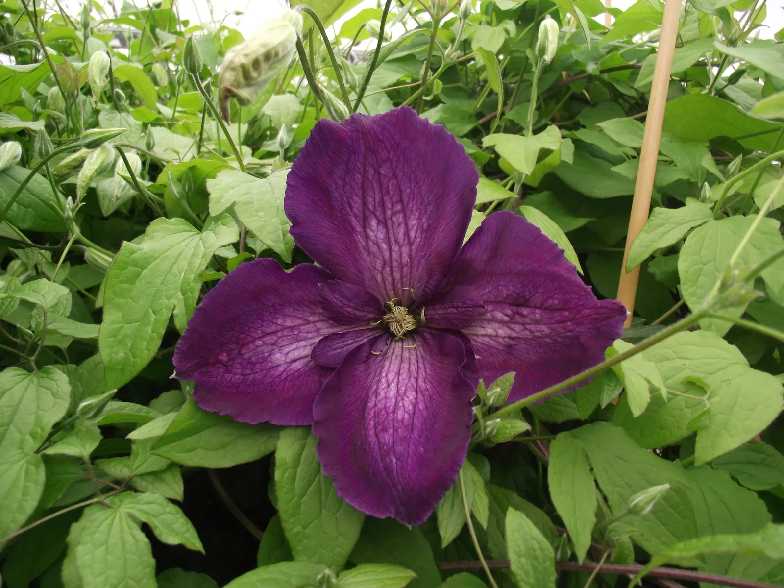 Jackman Clematis (Clematis 'Jackmanii') — It thrives in USDA zones 4-11, reaching heights of 10-12 feet and spreads of 3-4 feet; enhancing, image 45