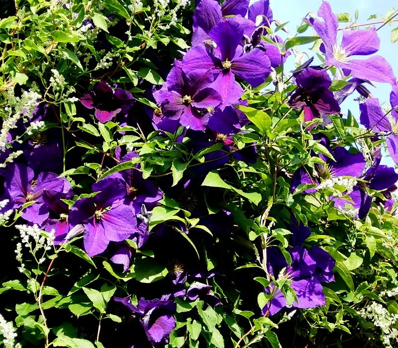 Jackman Clematis (Clematis 'Jackmanii') — is a vigorous perennial vine showcasing lush purple blooms with velvety textures; preferring full sun to part shade
